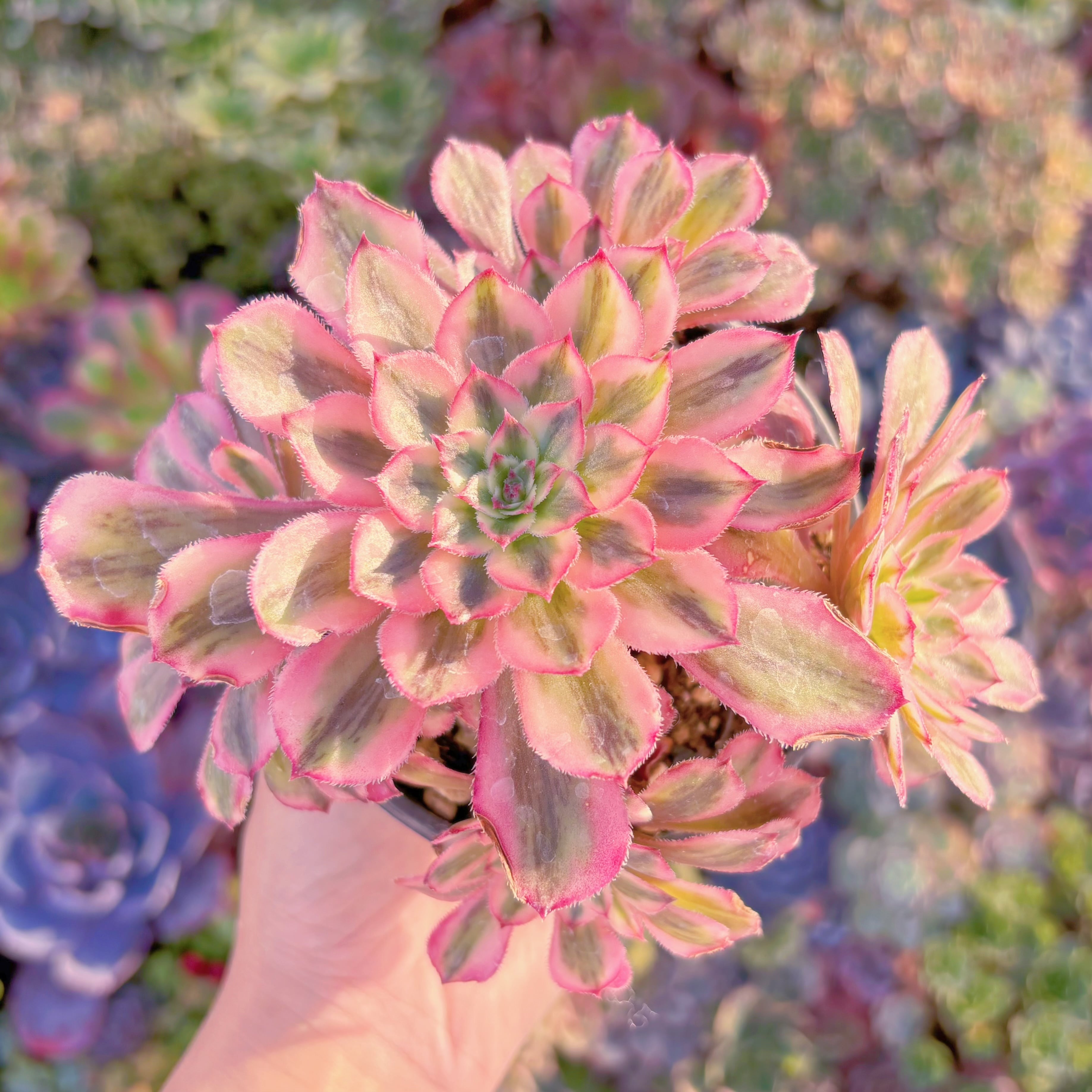 現品　白月光#611　大群生　るる農園