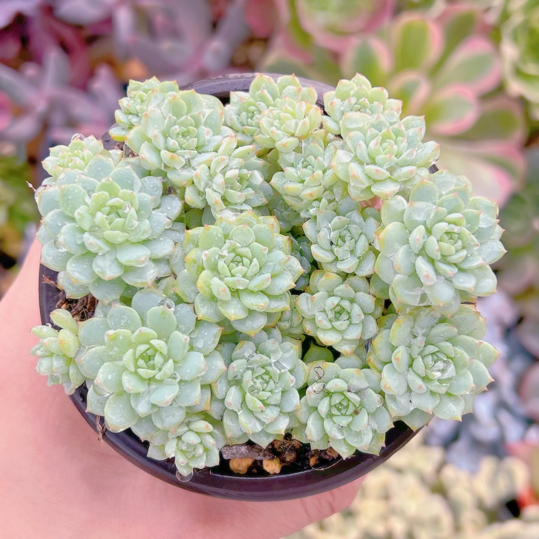 現品　グロブローサxブルーミニマ#800   古株　るる農園