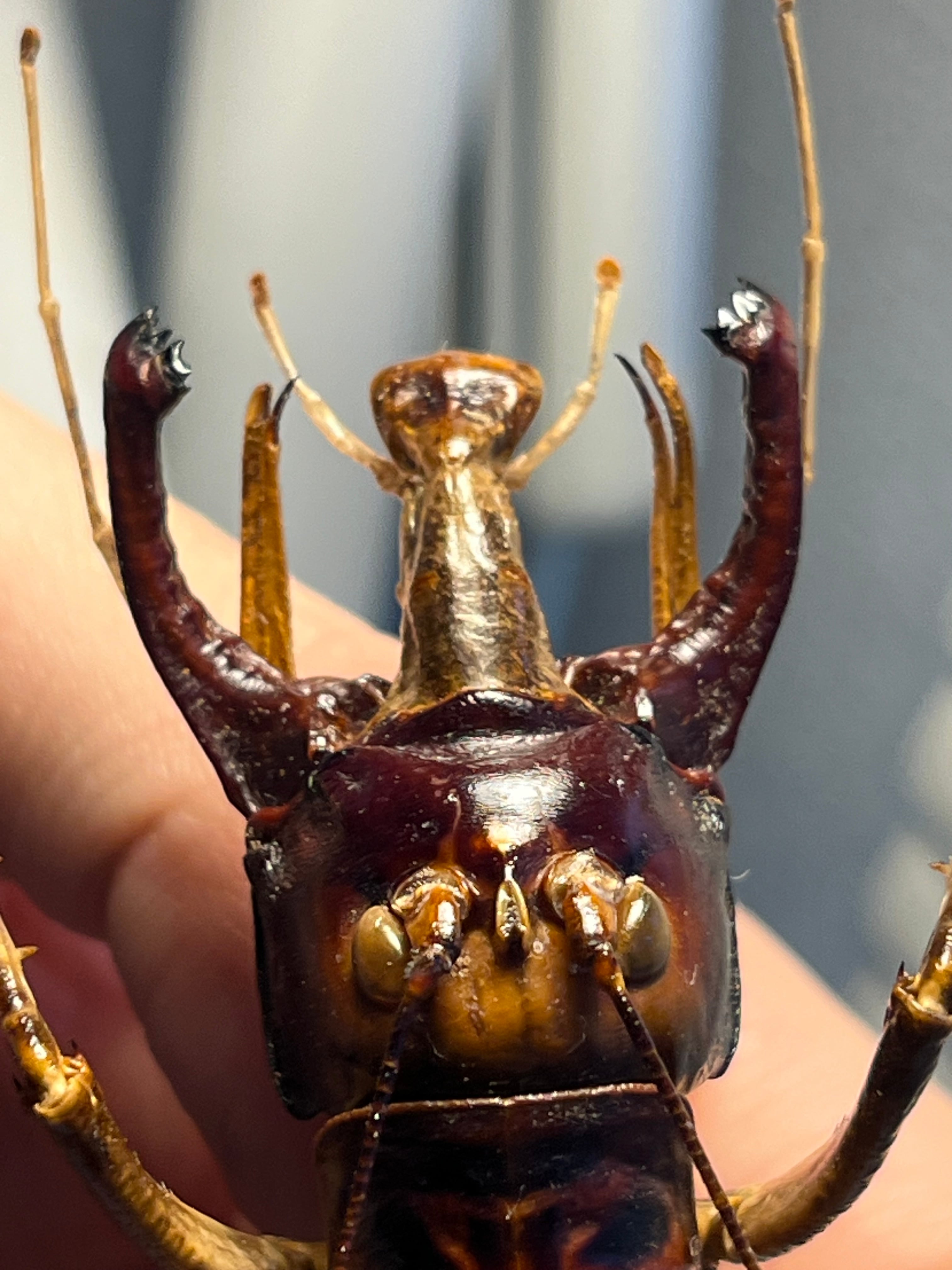 極美展足】アゴコロギス ダイオウクロギリス オーストラリア 直翅類