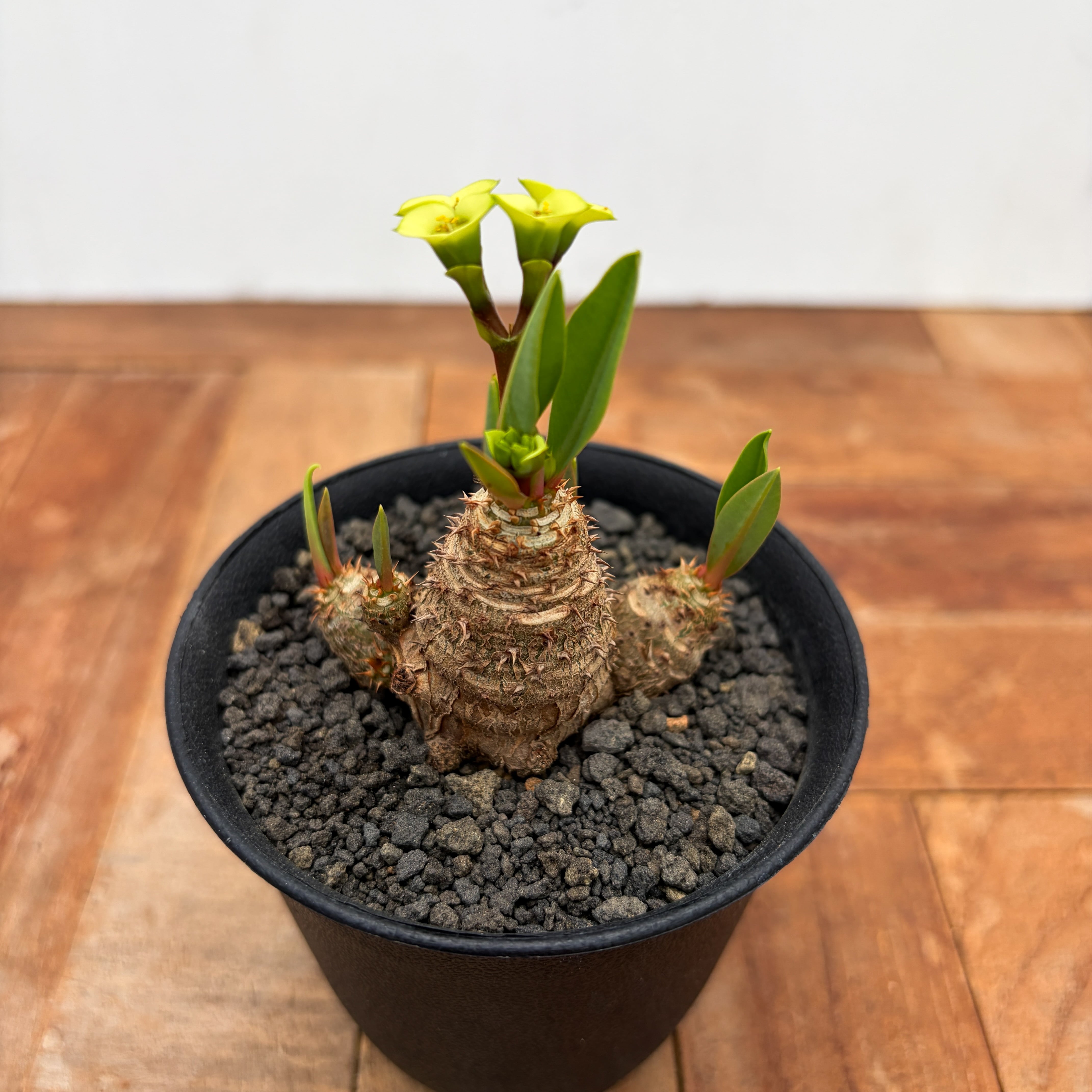 Euphorbia brevifolia【ユーフォルビア・ブレビフォリア】 | RIMO'S