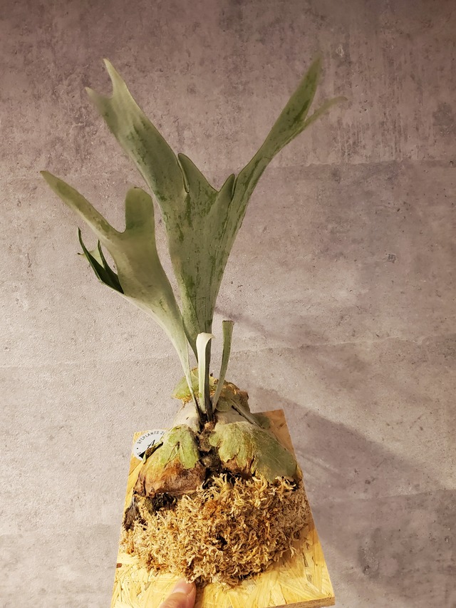 P.Monster 【artPLANTs】ビカクシダ/Platycerium