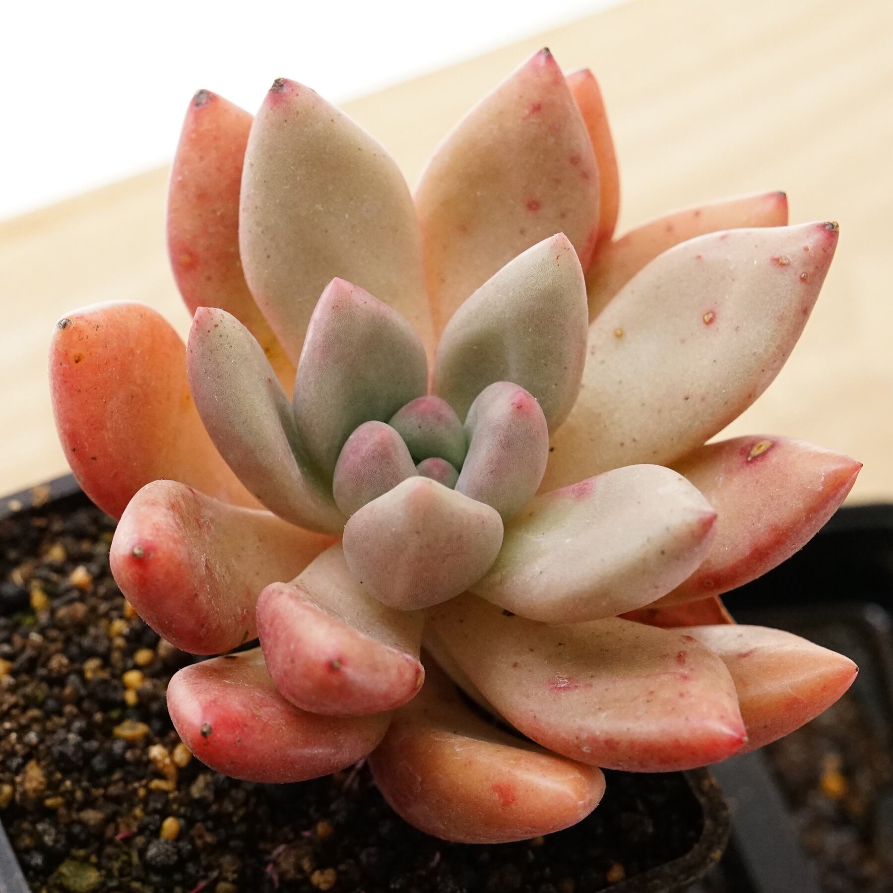 選べる抜き苗 桃源 単頭 Echeveria  