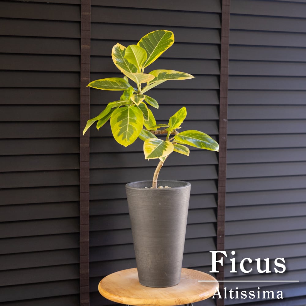 フィカス アルテシマ Altissima 6号 観葉植物 ゴムの木 フランス フィカス アルテシマ Altissima 6号 観葉植物 ゴムの木 フランス