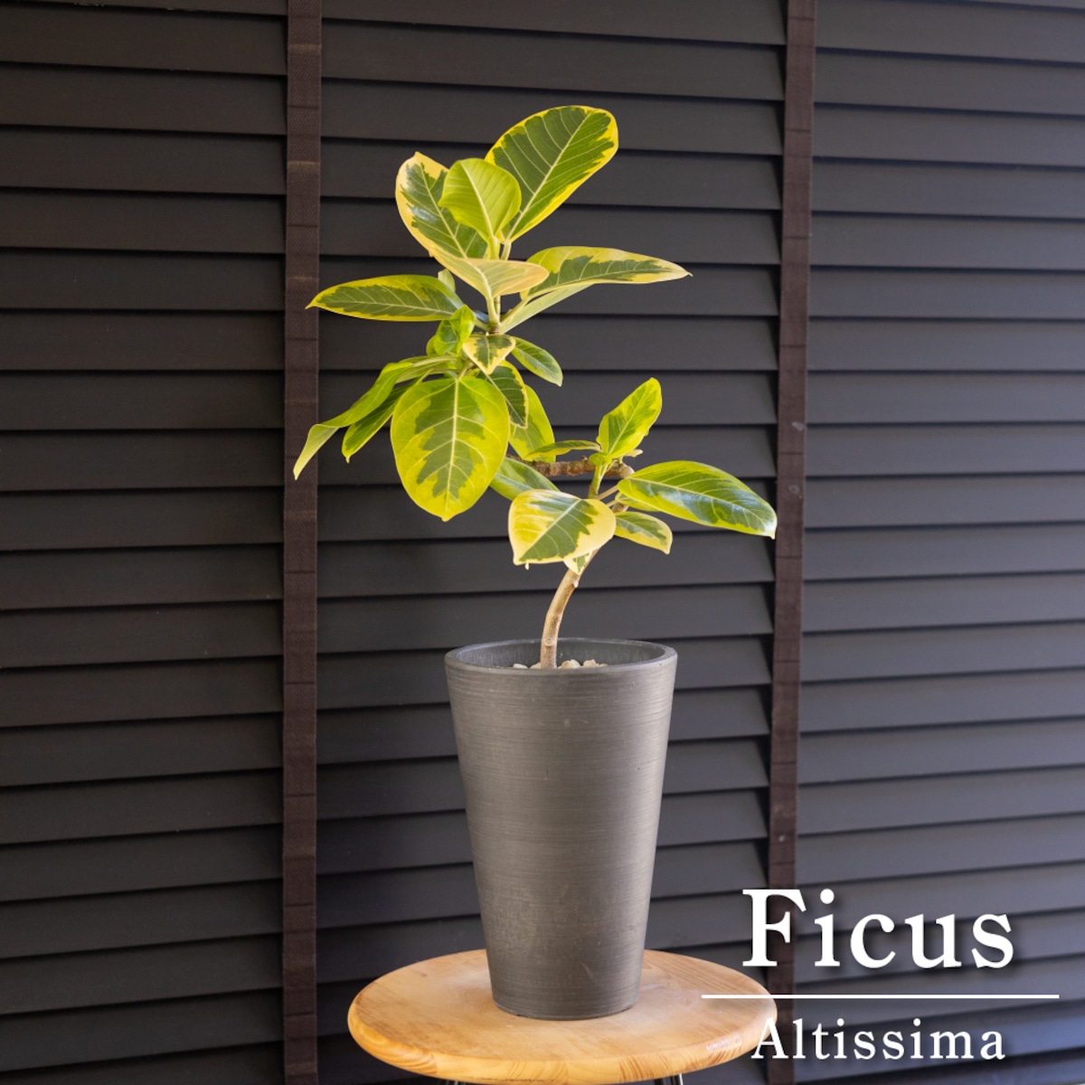 フィカス アルテシマ Altissima 6号 観葉植物 ゴムの木 フランスゴム 