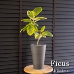フィカス アルテシマ Altissima 6号 観葉植物 ゴムの木 フランスゴム