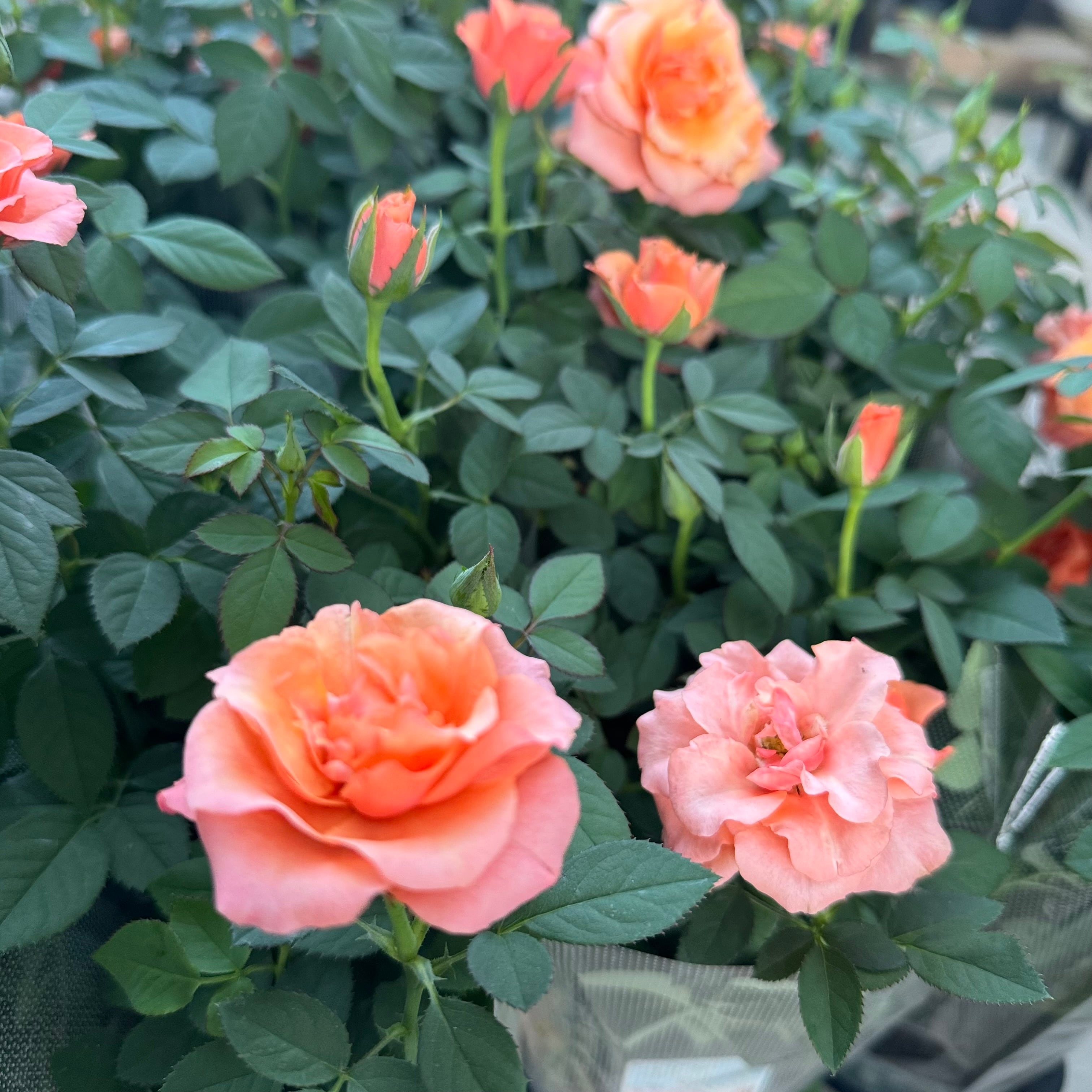 小川立夫　薔薇　12号 ミニバラ：インパラ コルダーナ （4号鉢）アンティーク色の四季咲き