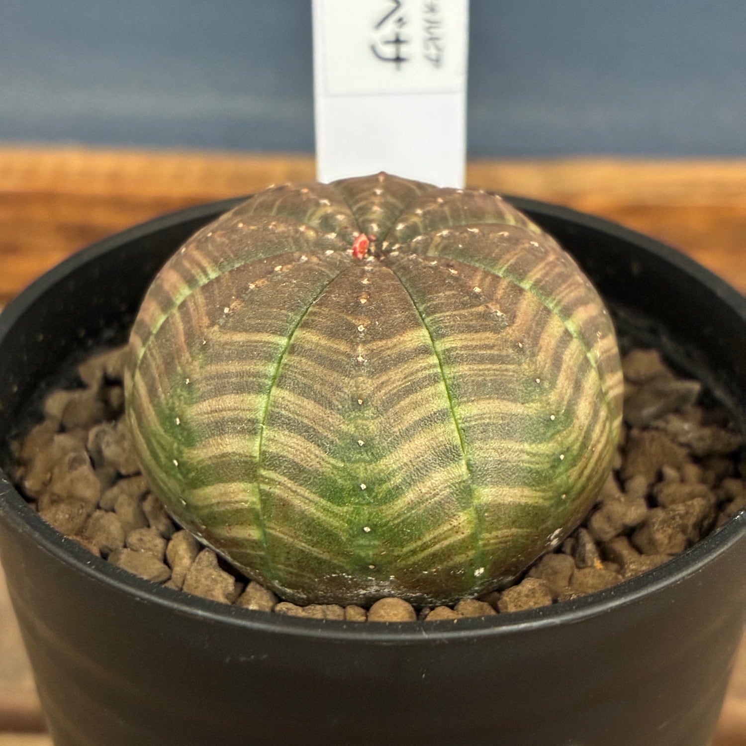 多肉植物 | PROTOLEAF プロトリーフ