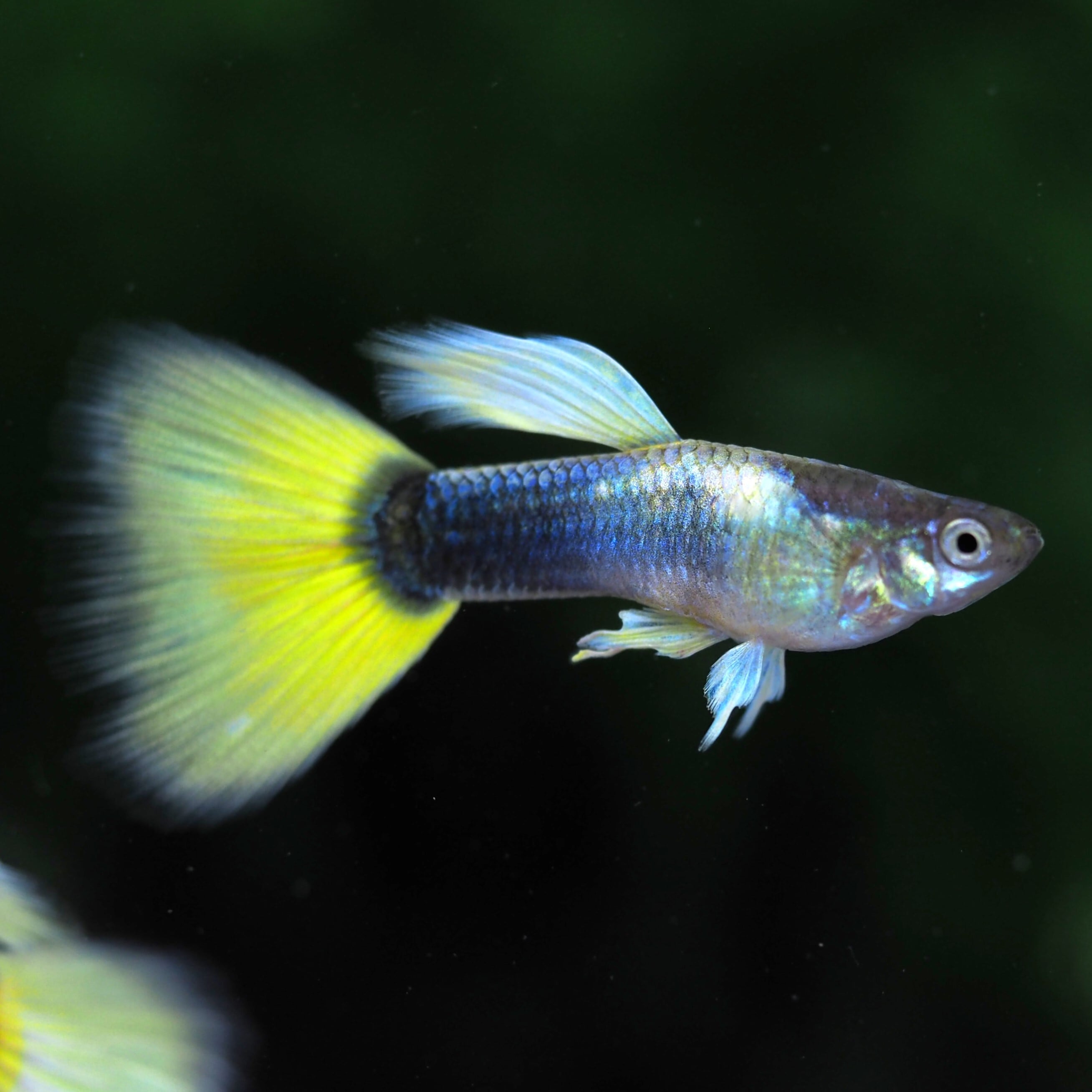 グッピー❗️ GUPPY | 伊豆グッピーファーム