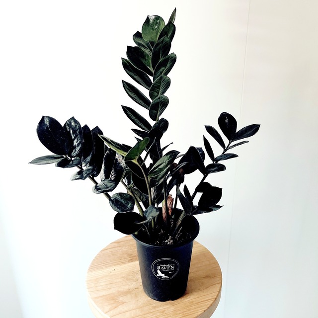 ザミオクルカス レイヴン 登録品種 観葉植物 calm cafe