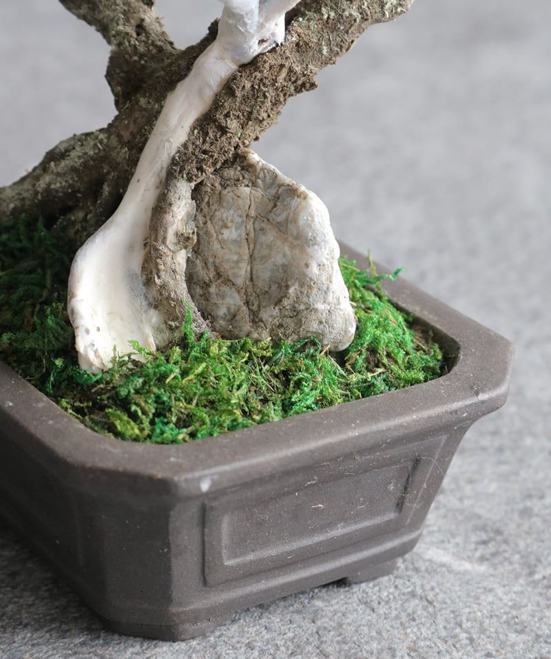 盆栽 松 Pinetree Bonsai #85（鉢変更） | Oh! BONSAI