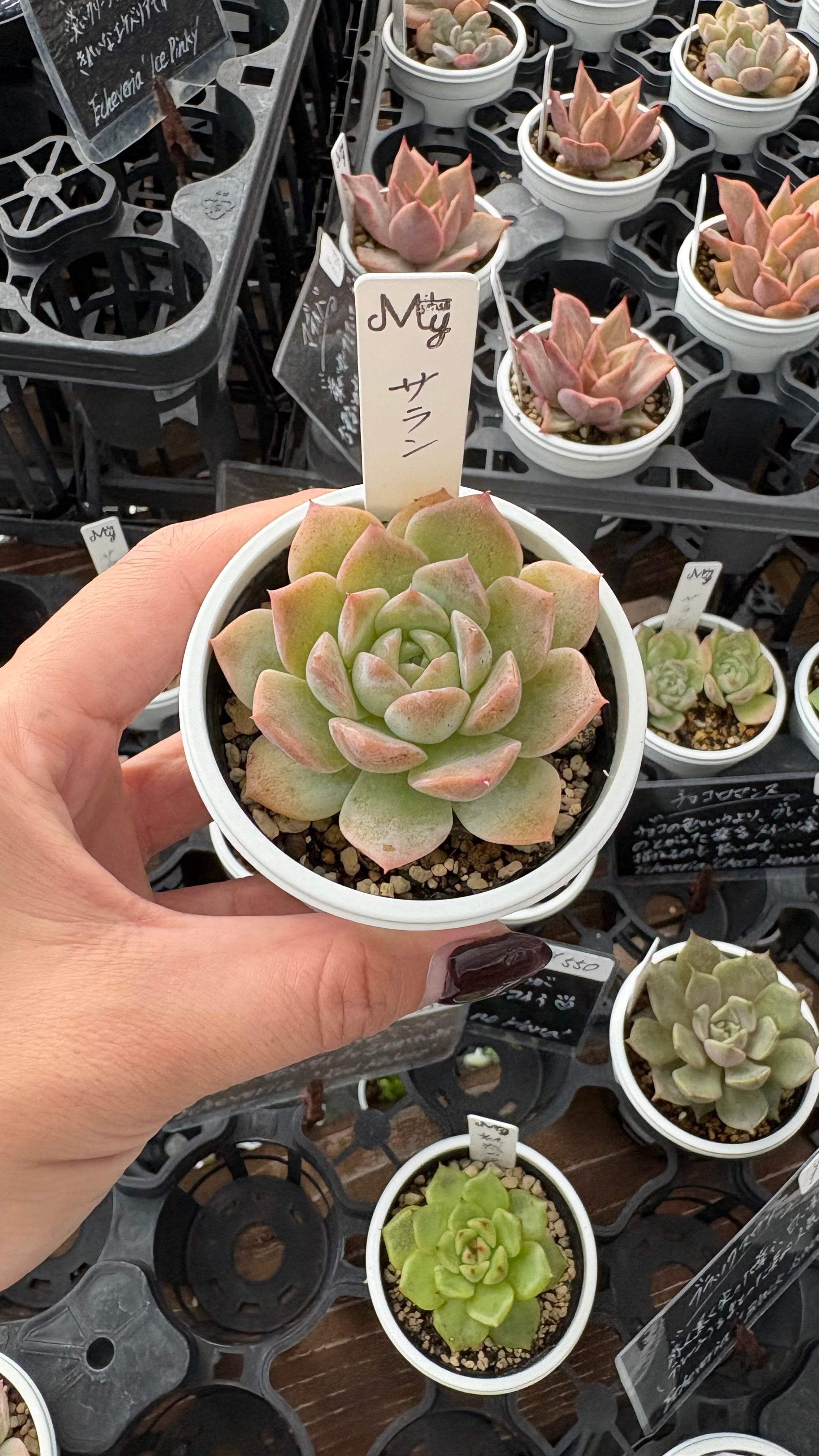 サラン 多肉植物 エケベリア 安心の生産ポットそのまま販売（8個選ん