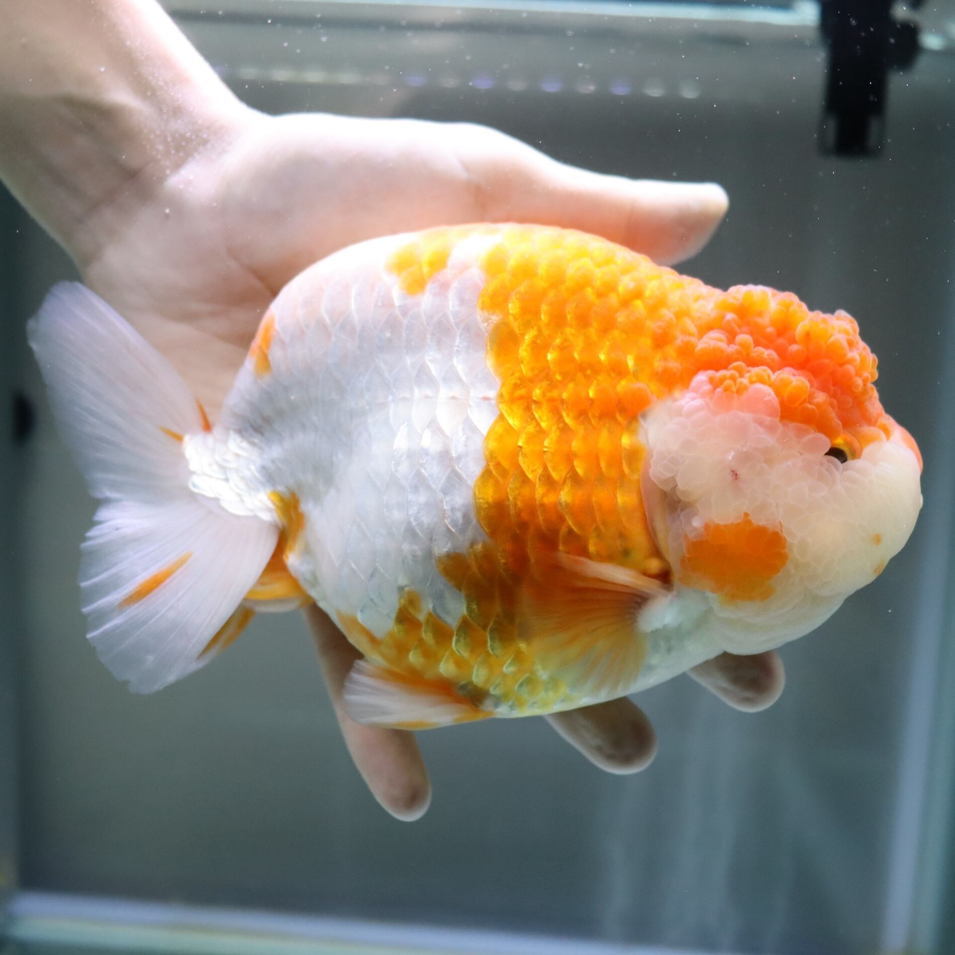 極上 更紗らんちゅう 大きめ 18cm | 金魚・熱帯魚専門店
