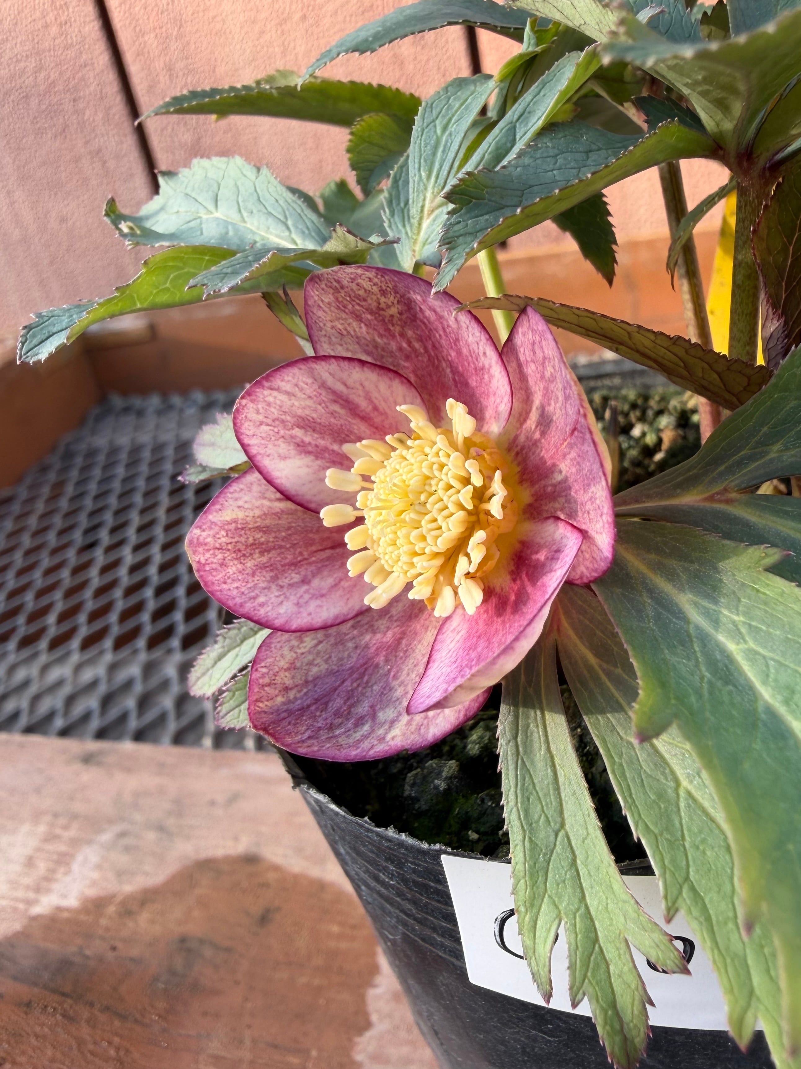 蜃気楼ss 大木ナーサリー クリスマスローズ【Og07】送料無料 | あしか