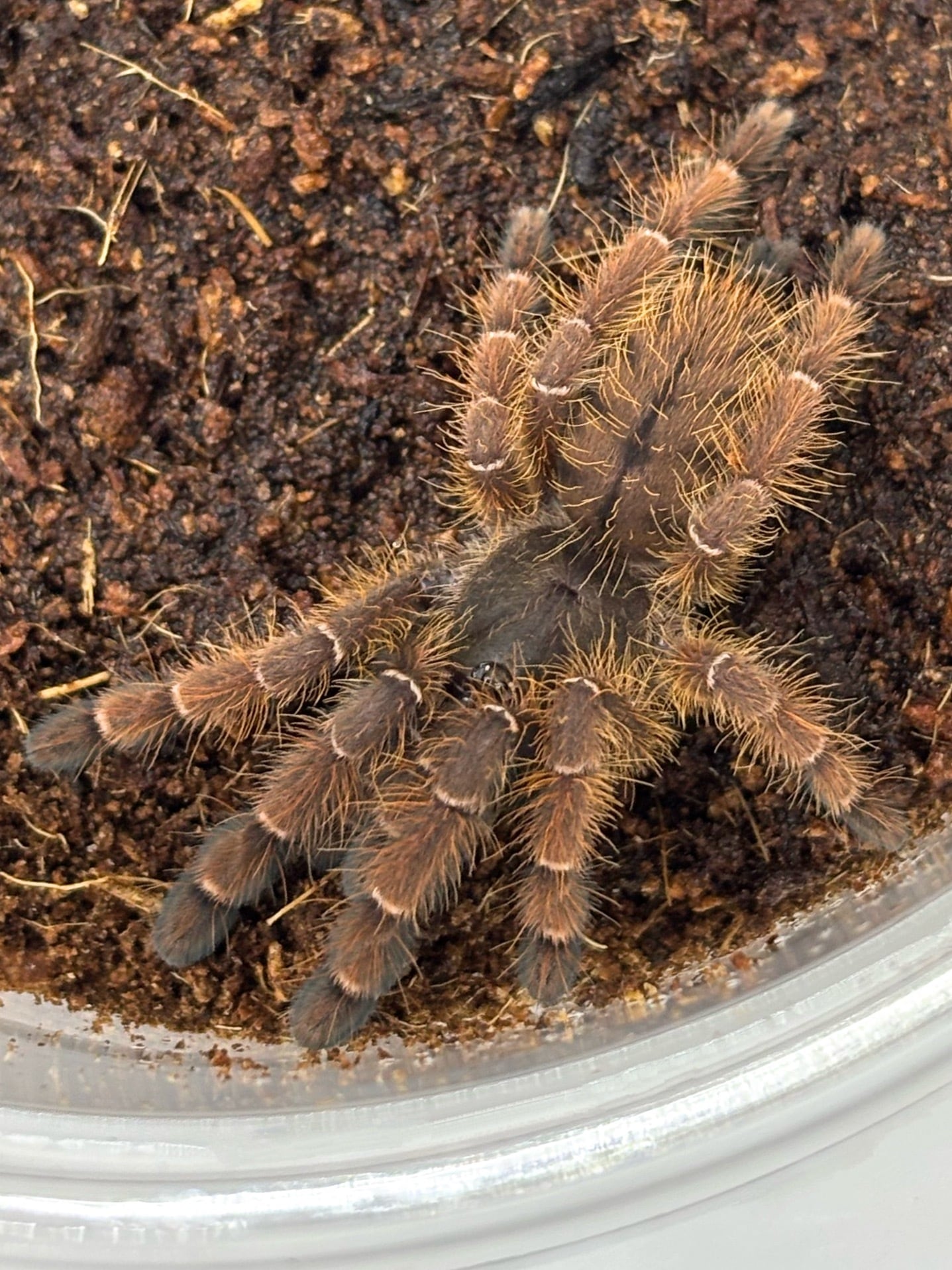 ピーチツリースパイダー Aspinochilus rufus 1匹 | まるころ商店