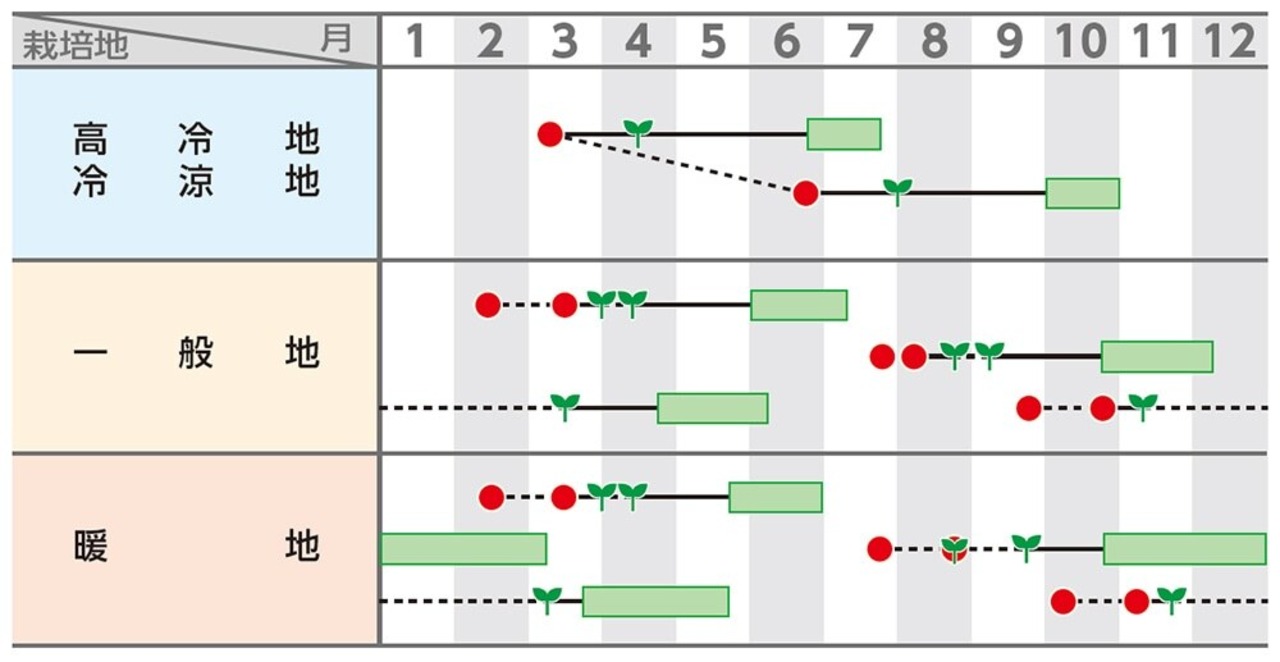 キャベツ 「金系201号EX」（2000粒）・画像3
