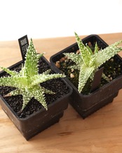 抜き苗 アロエ ゴジラ Aloe 'Godzilla'