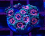 Zoanthus Pink 2