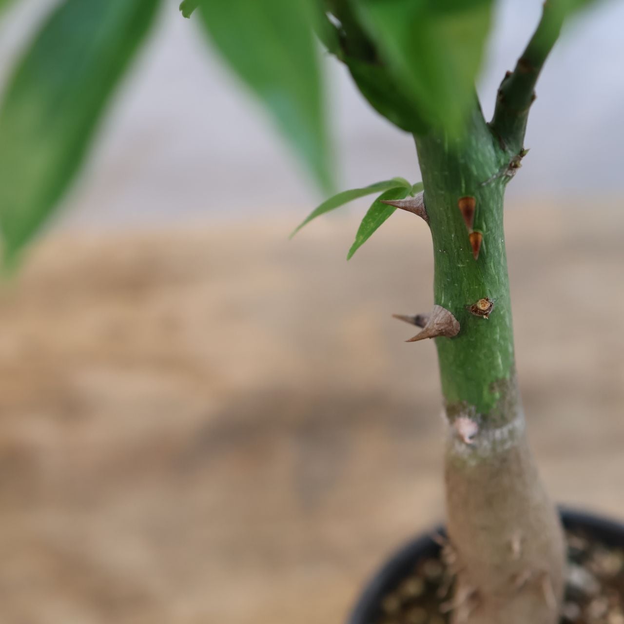 307 この幹、ただ者じゃない『トックリキワタ』観葉植物 【送料無料