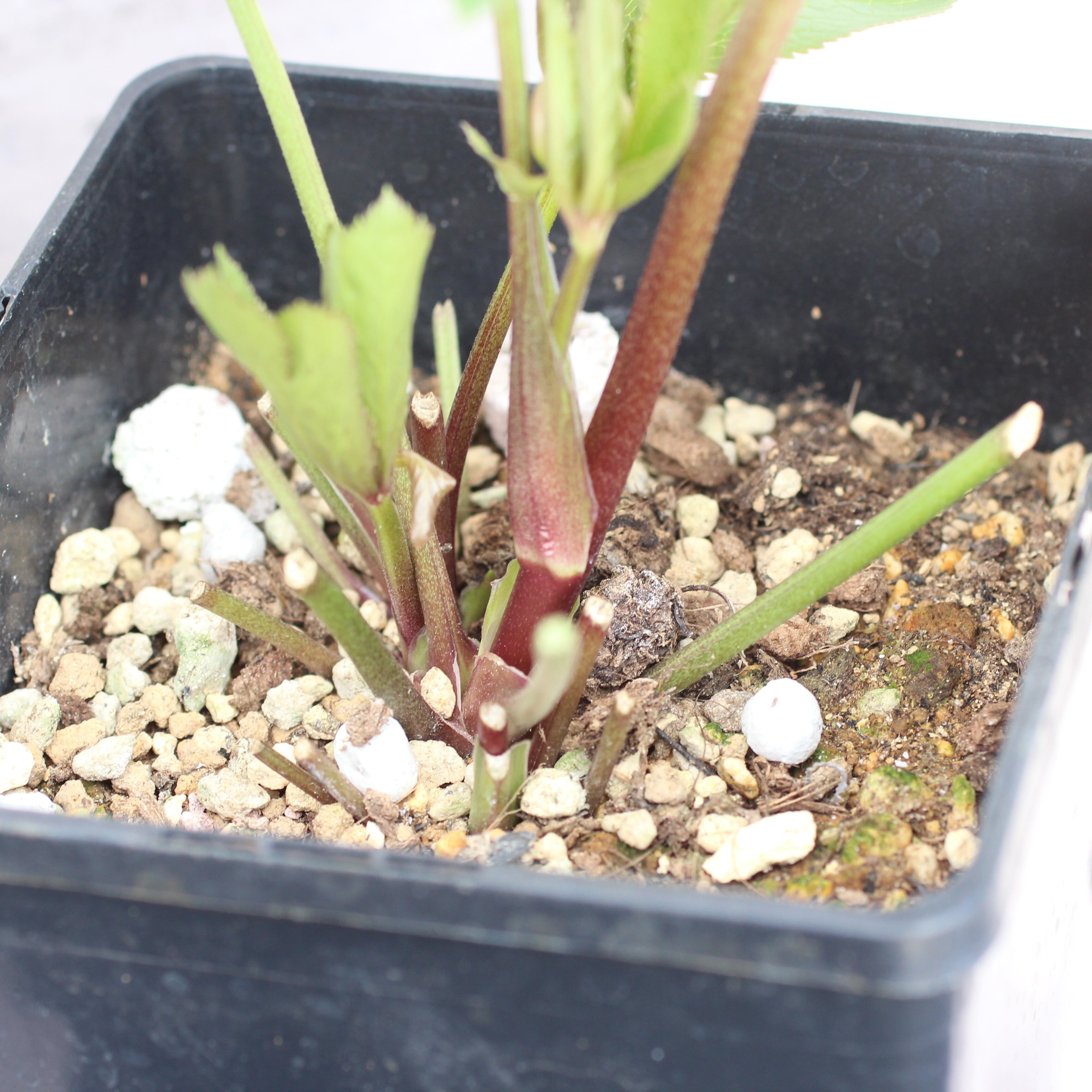 WS26-003 クリスマスローズ ウィンターシンフォニー 桃色の静ダブル