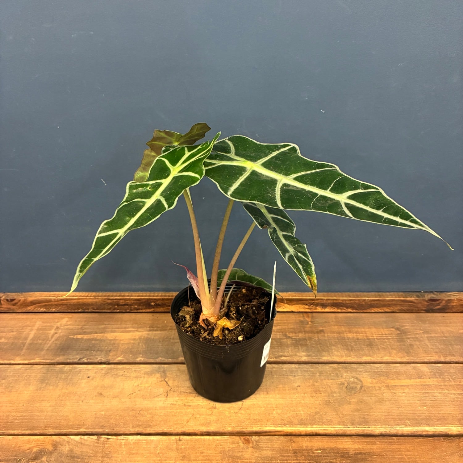 ポアロ様　まとめ売り 新着3日限定10%OFF】アロカシア ポリー【1175】 | PROTOLEAF プロトリーフ