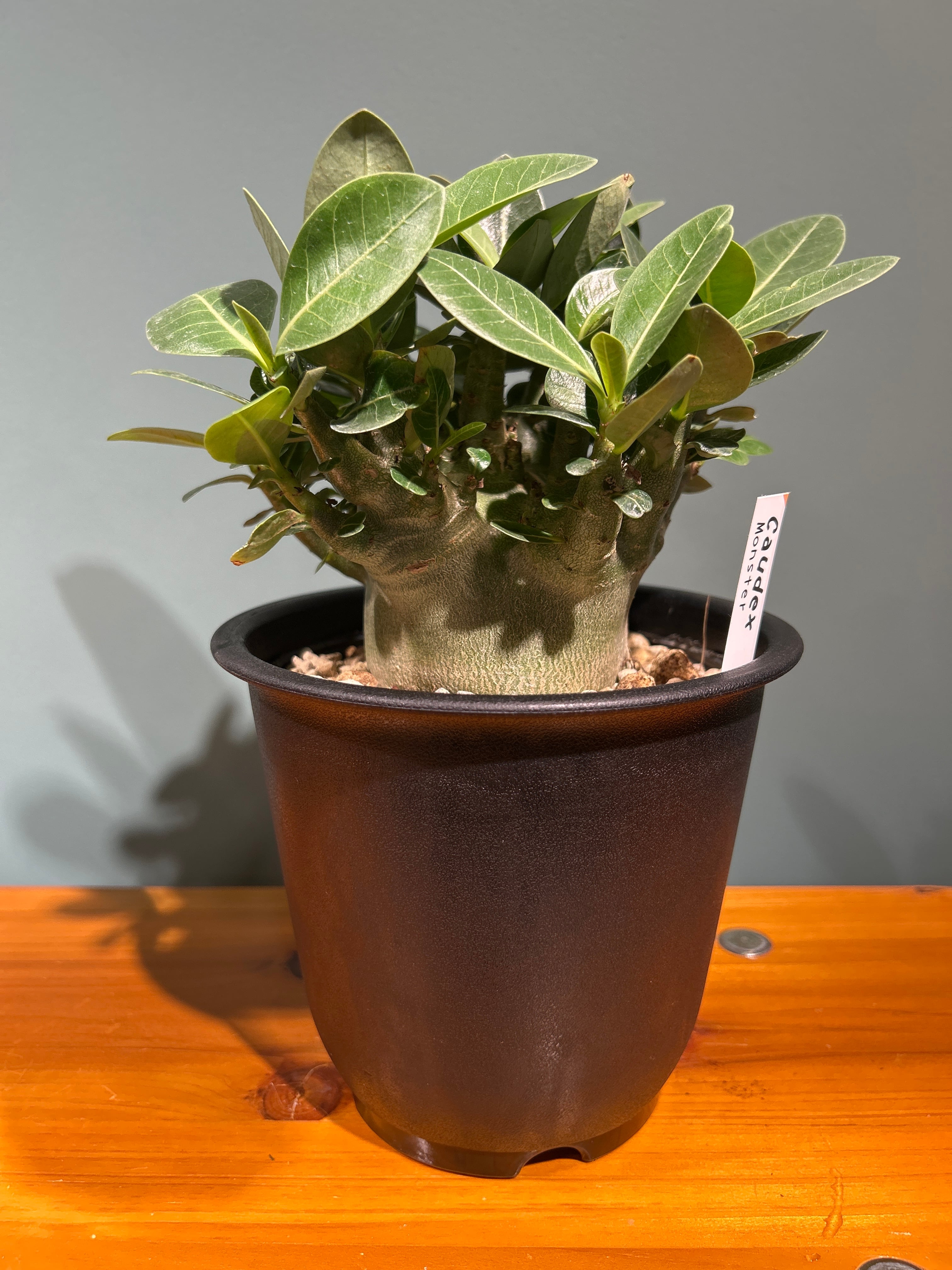 センナ メリディオナリス2.5号 | 植物との暮らし apricot