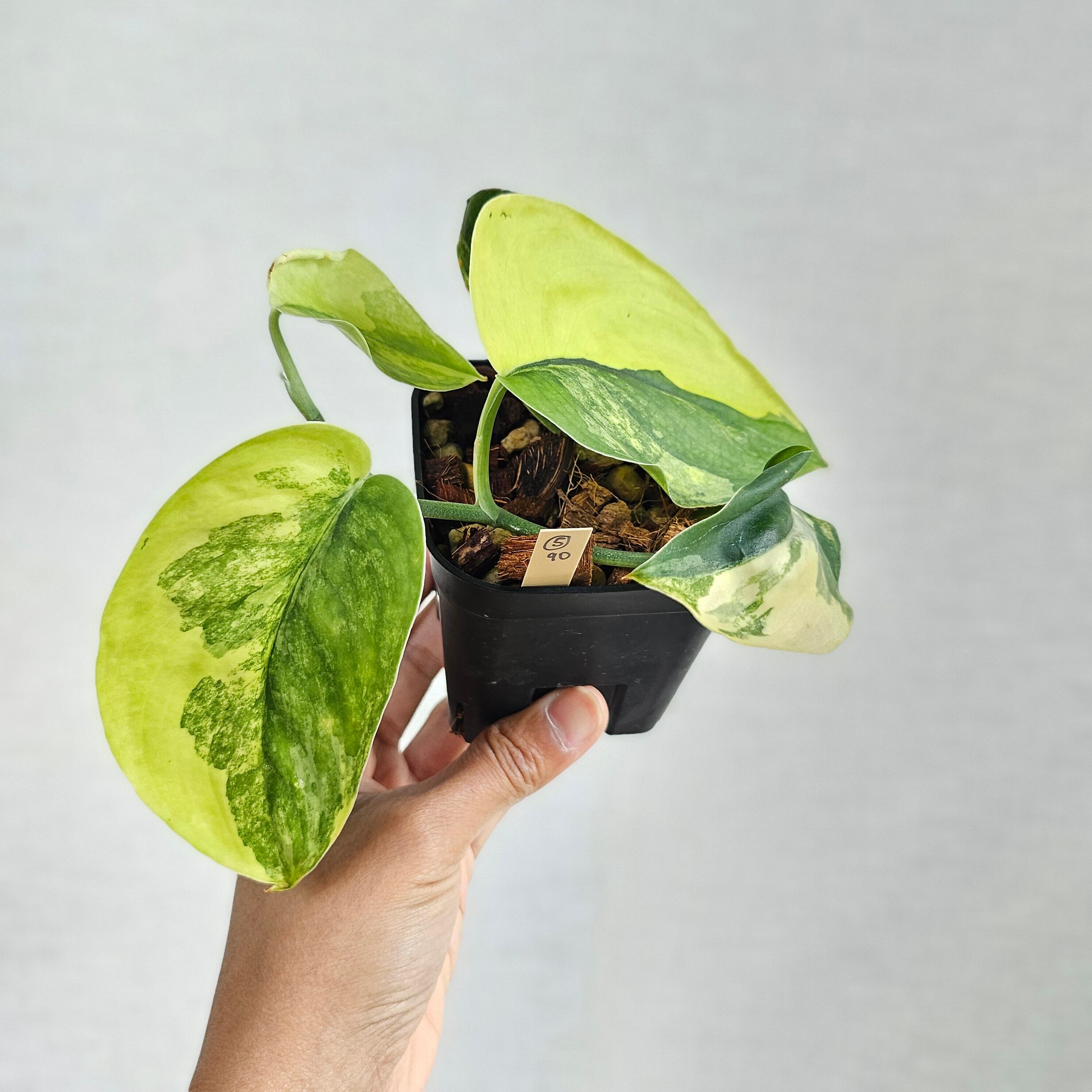 ⑤《スキンダプサス ジェイドサテン バリエガータ》Scindapsus Jade Satin Var. / 斑入り観葉植物 / ポットで発送