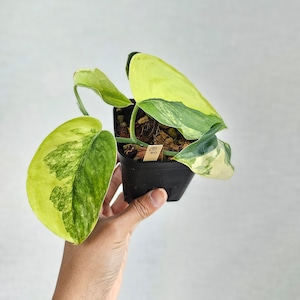 ⑤《スキンダプサス ジェイドサテン バリエガータ》Scindapsus Jade Satin Var. / 斑入り観葉植物 / ポットで発送