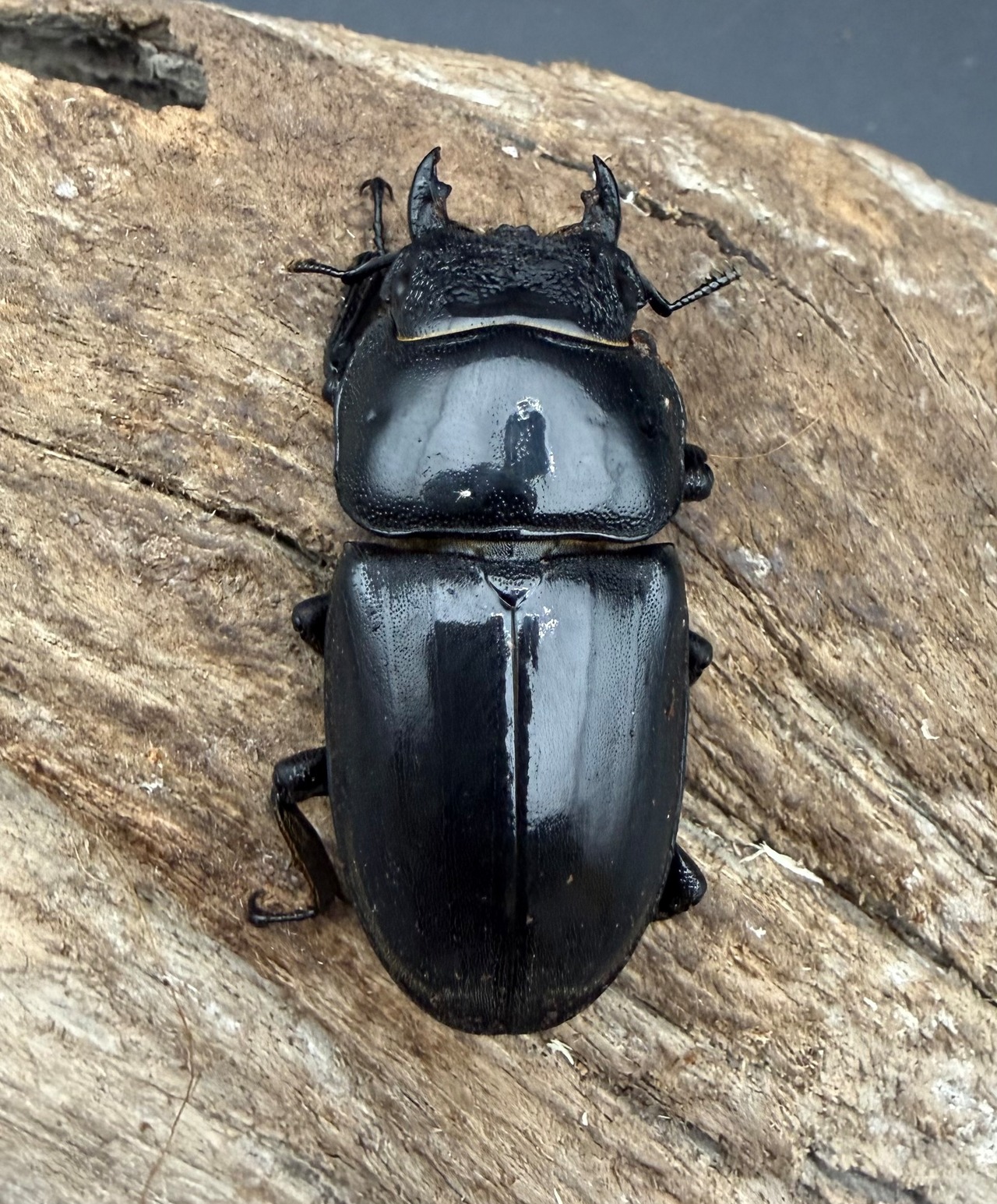 《パラワンオオヒラタクワガタ 90.5mm ♂♀♀トリオA'品》