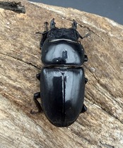 《パラワンオオヒラタクワガタ 90.5mm ♂♀♀トリオA'品》