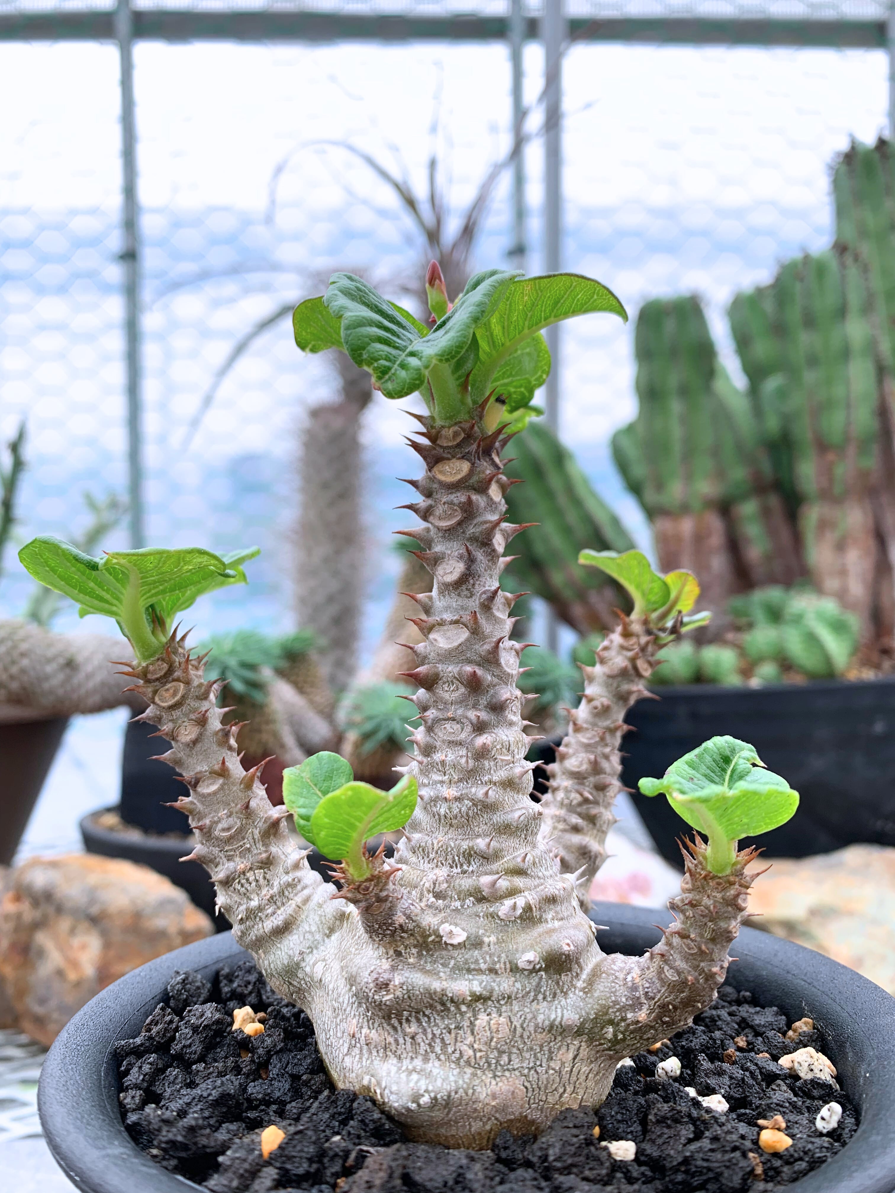 塊根植物 | CACTUS330