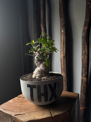 【新着】Ficus microcarpa × VALIEM GHOST“THX鉢”青坊主別注 Gray Color【XLsize】琉球盆栽