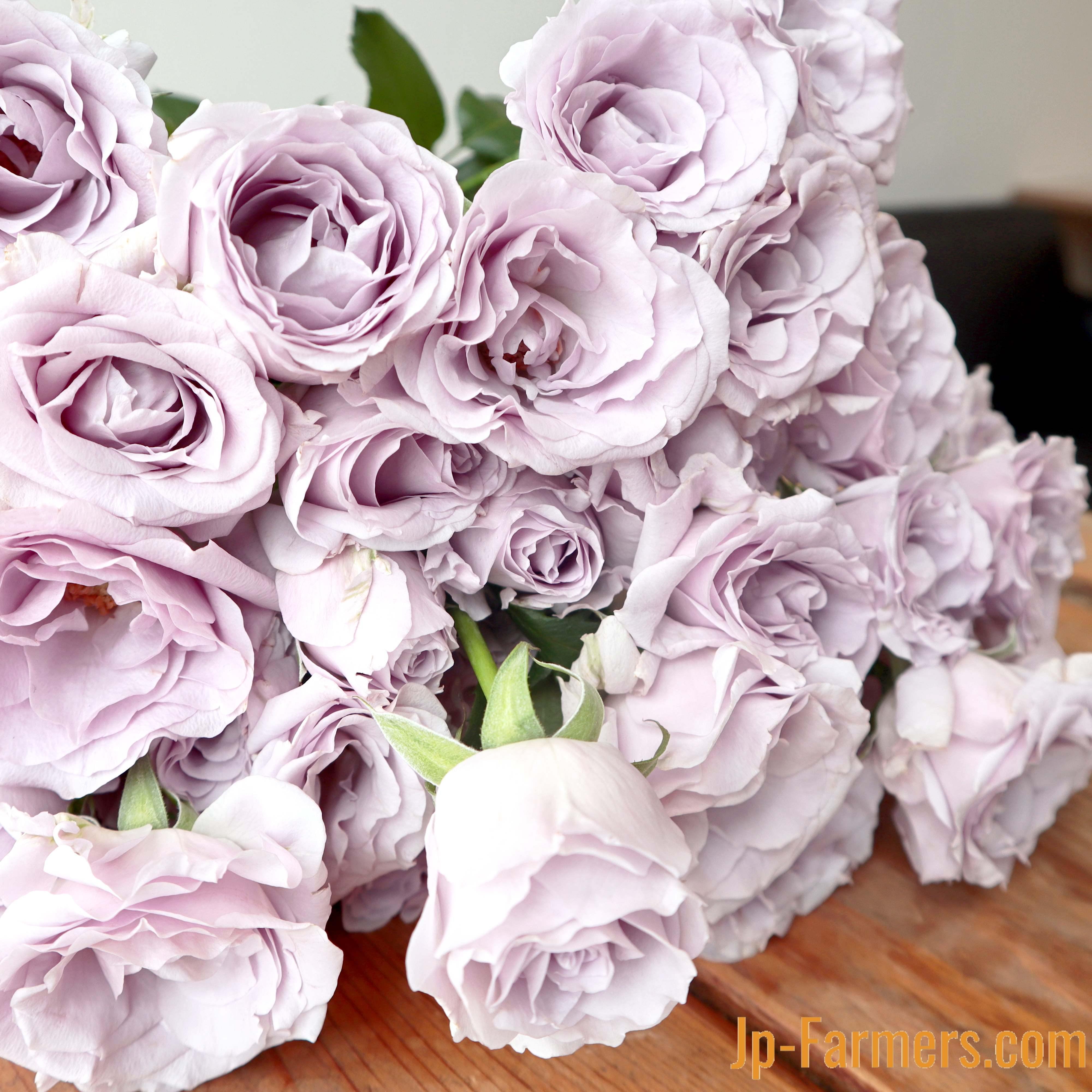 ドライフラワー❇️スタンダード バラ❣️ピンク系 ドライフラワー