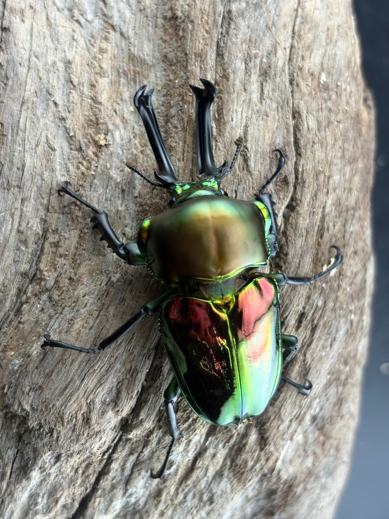 《ニジイロクワガタ　57～60mm ペア》むし岡だいき氏委託個体