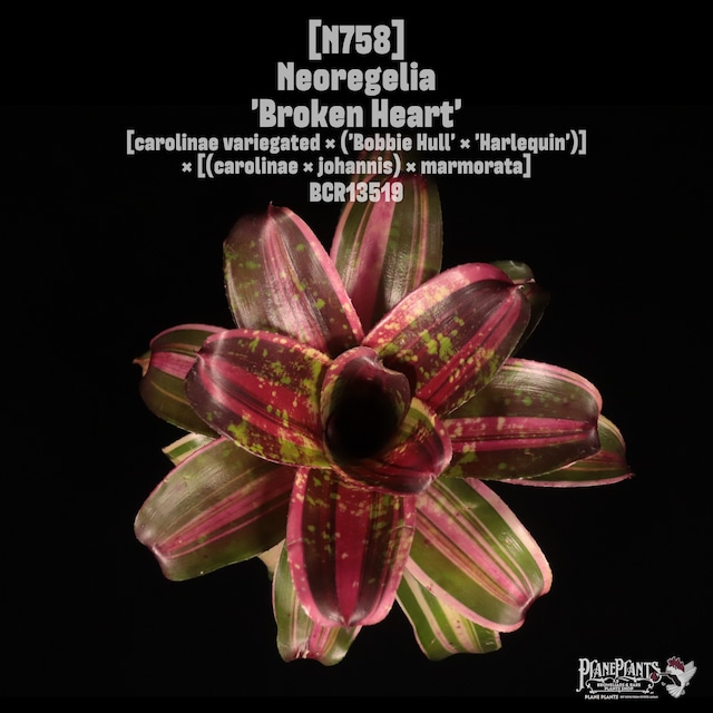 【送料無料】Neoregelia 'Lucifer'〔ネオレゲリア〕現品発送N0320