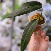 Anthurium wendlingeri③ / アンスリウム・ウェンドリンゲリ│観葉植物