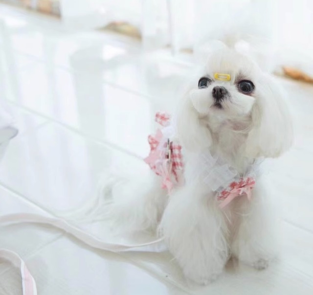 キャット 猫 ドッグ 犬 小型犬 ドレス ベスト リード リードセット ハーネス フレア フリル お花 ふりふり ひらひら レース チュール かわいい きれいめ シンプル カジュアル レトロ エレガント ラブリー キュート プリンセス フェアリー クラシカル シンプル チェック 格子柄 オールシーズン シーズンレス サマーシーズン 女の子 成犬 子ども 成猫 お出かけ アウトドア 旅行 公園 休日 散歩 ウォーキング ロリータ お揃い 普段使い XS S M L XL レッド
