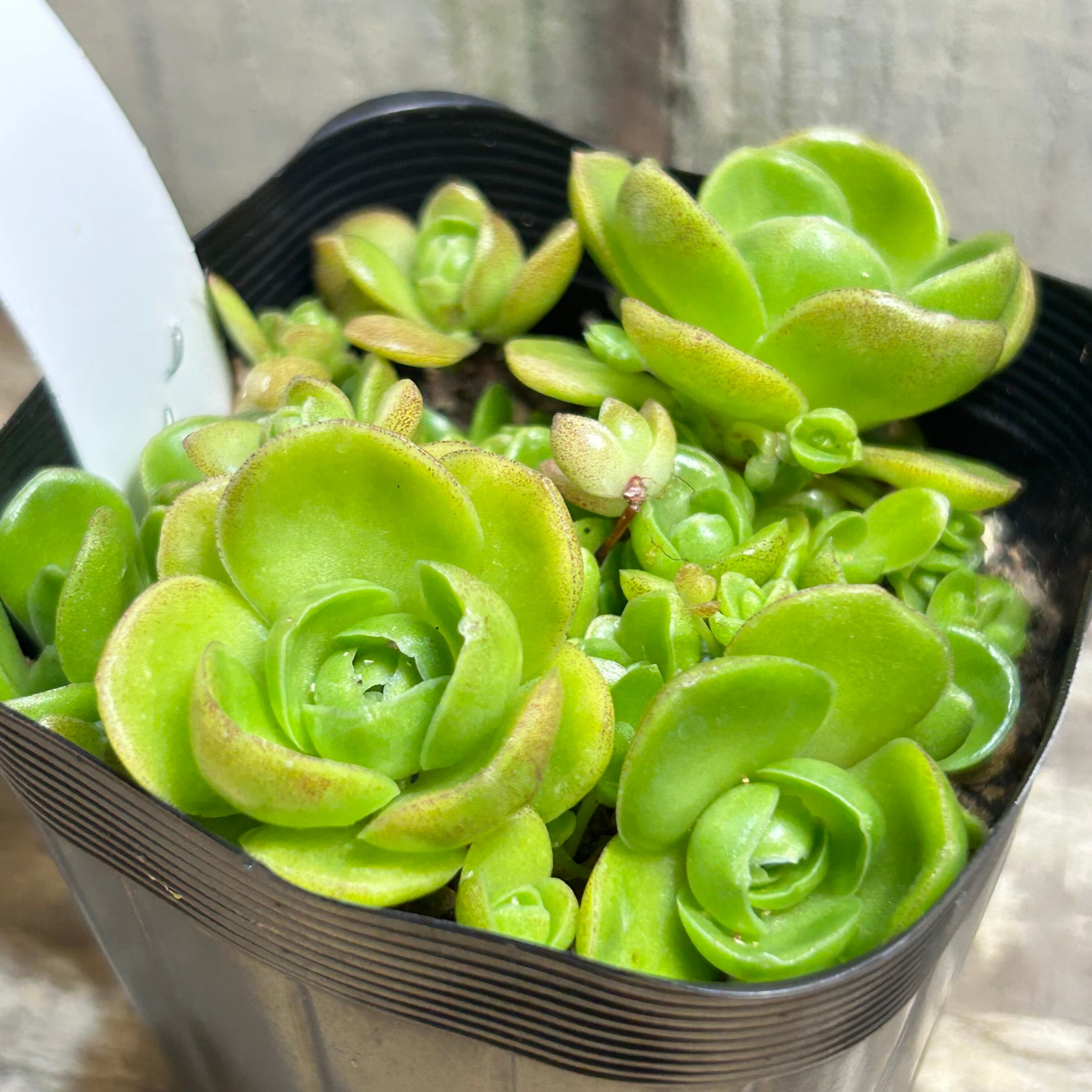 ③玄海岩蓮華 | RuPo 多肉植物専門店