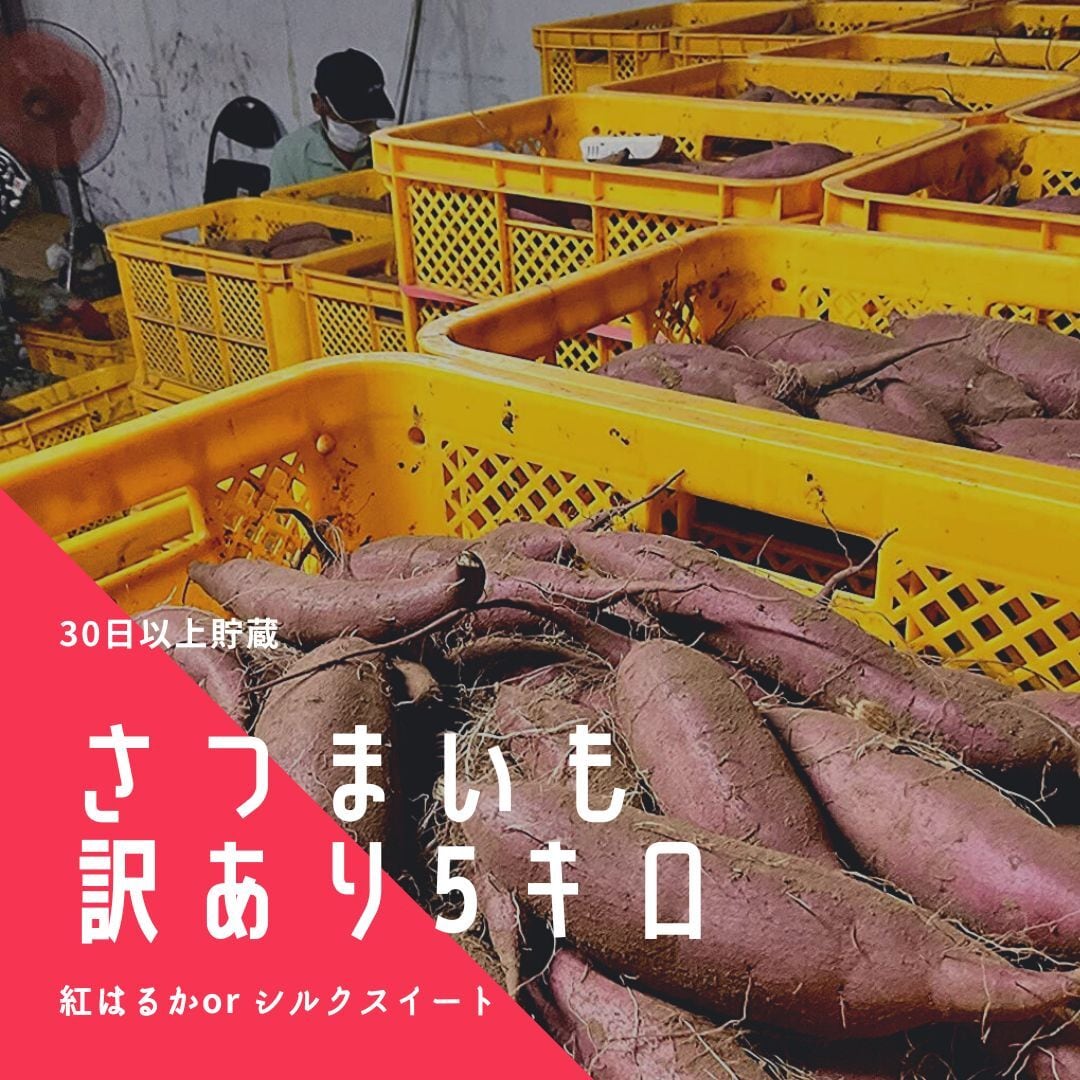 千葉県産 さつまいも サツマイモ A品 約5kg シルクスイート Mサイズ ...