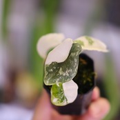 アロカシア メロ アルボ│Alocasia melo 'Albo' Var.③│観葉植物