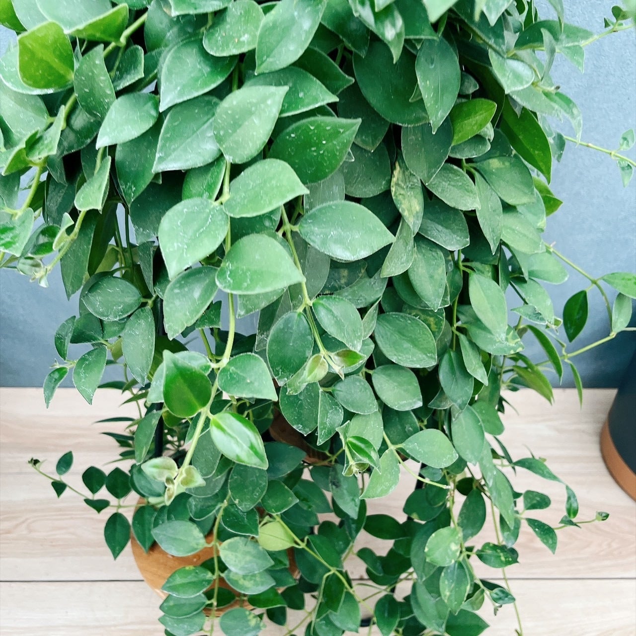 現品］95番 エスキナンサス モナリザ 5号 観葉植物 室内 吊り下げ