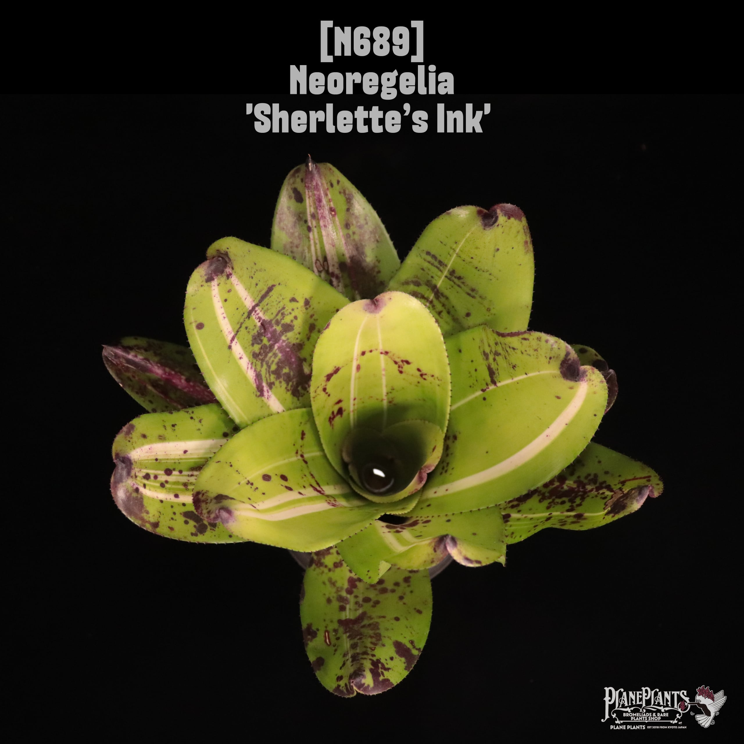 Neoregelia 'Sherlette’s Ink'〔ネオレゲリア〕N689