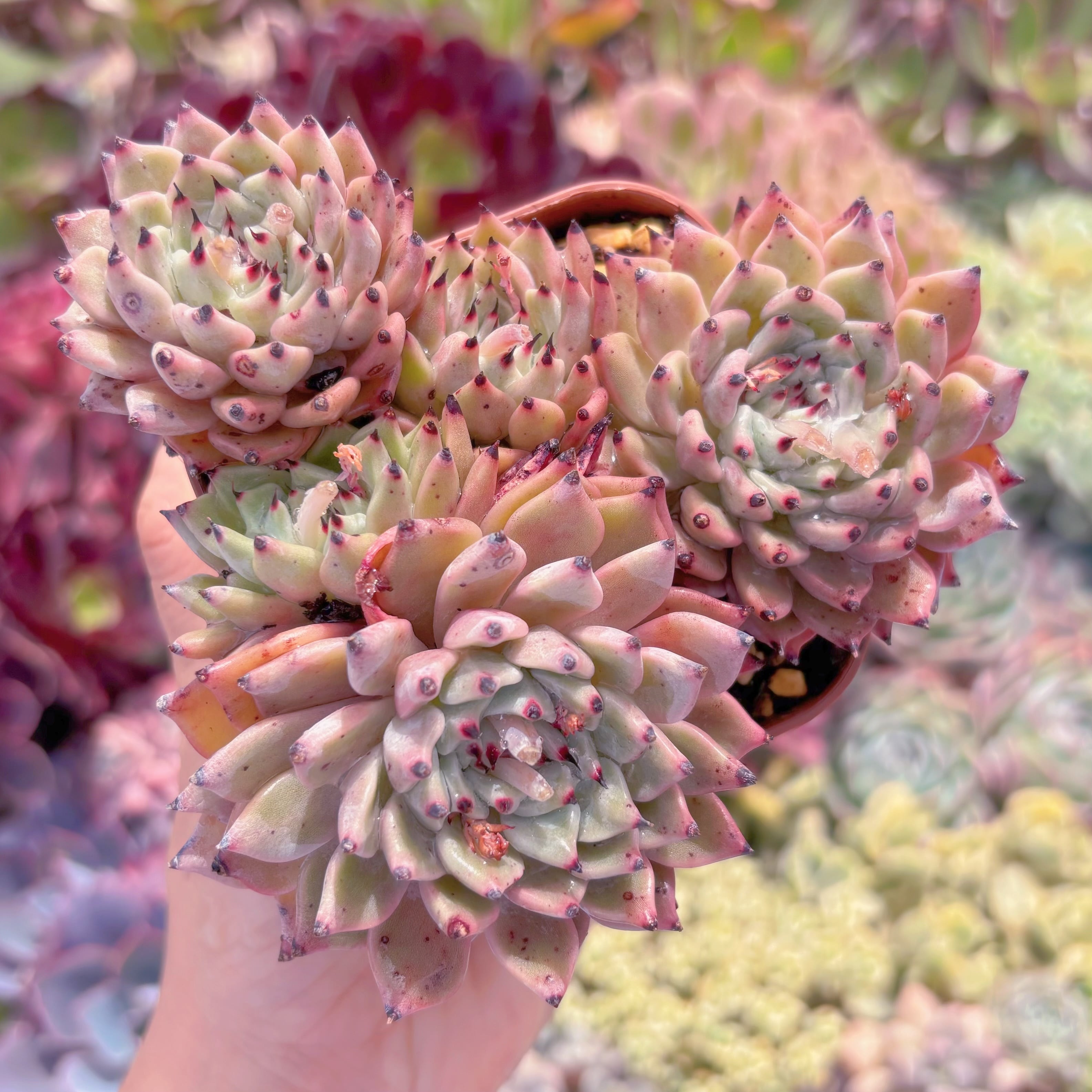 現品　ザラゴーサ#B14　群生　るる農園