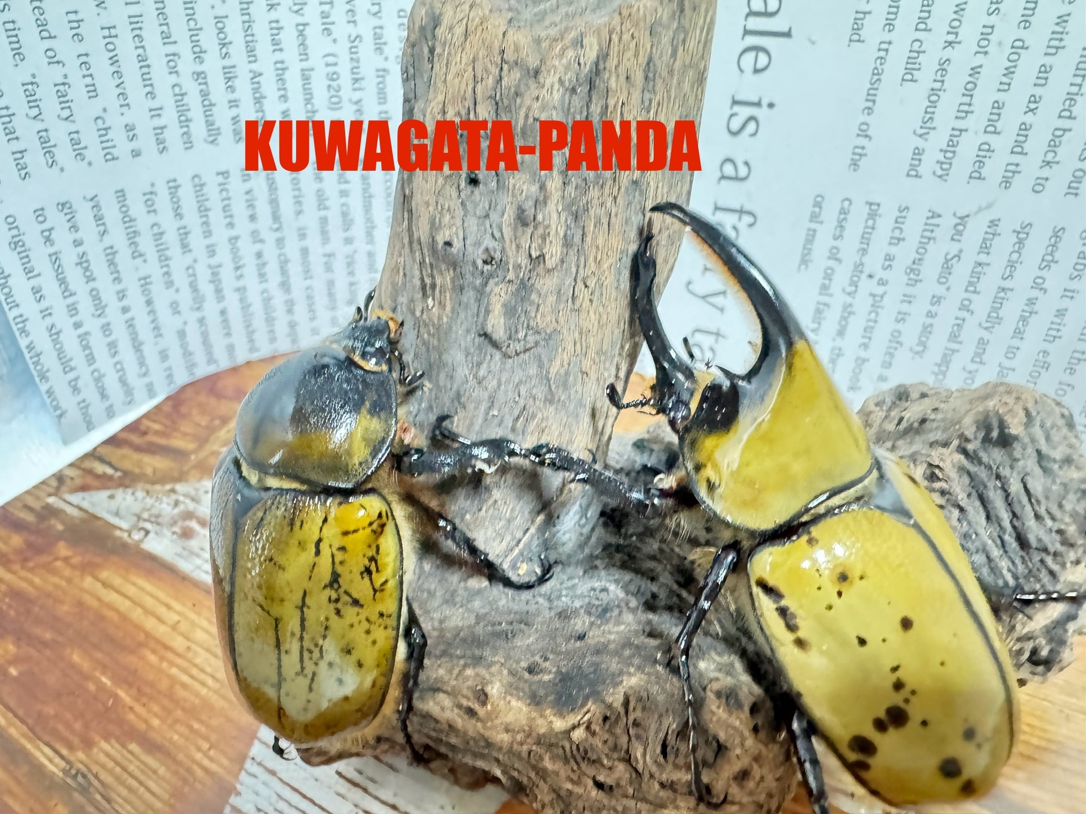 ヘラクレス・ヘラクレス ♂144㎜優良血統ペア 即ブリ