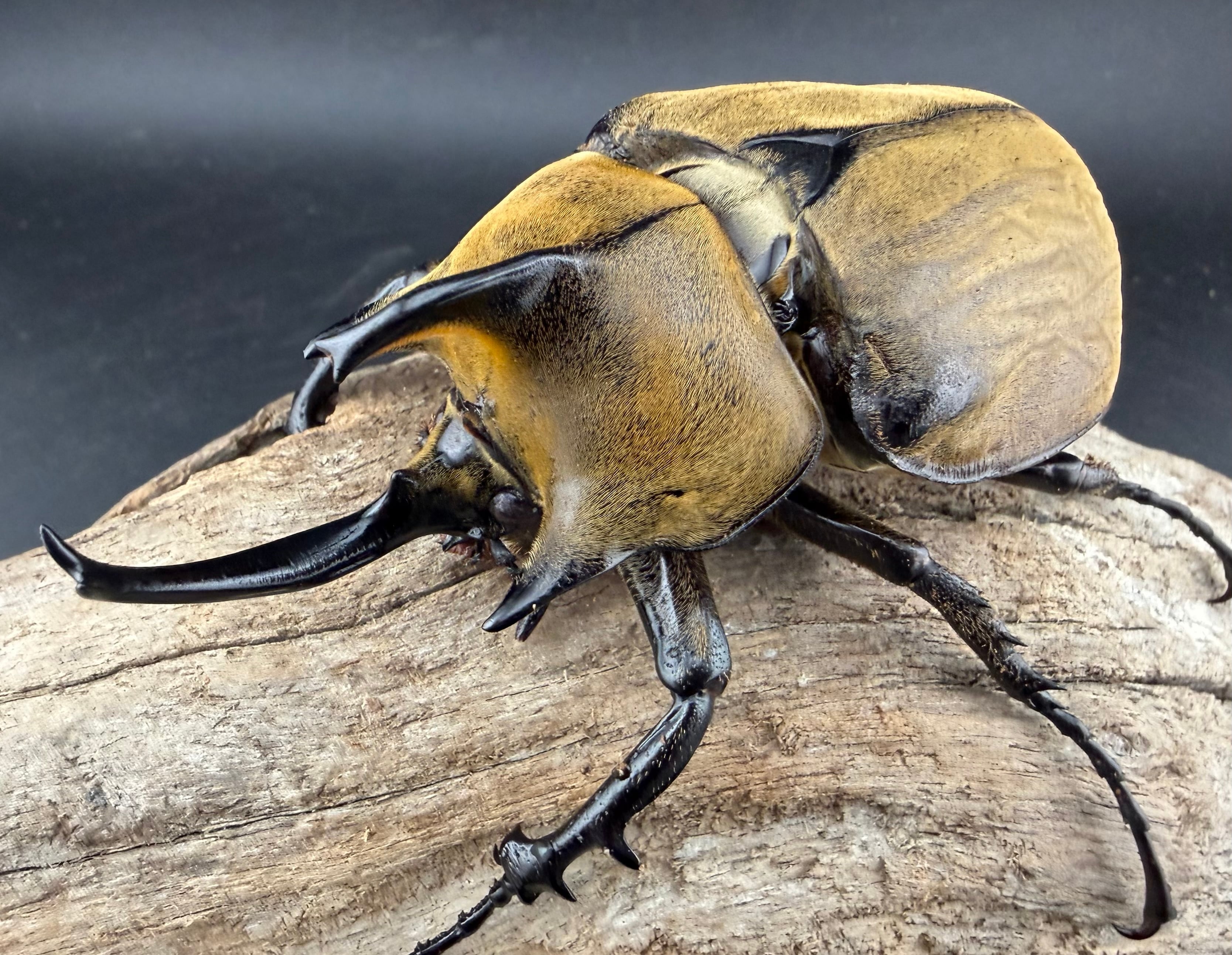 ゾウカブトの仲間 | KPW公式オンラインショップ