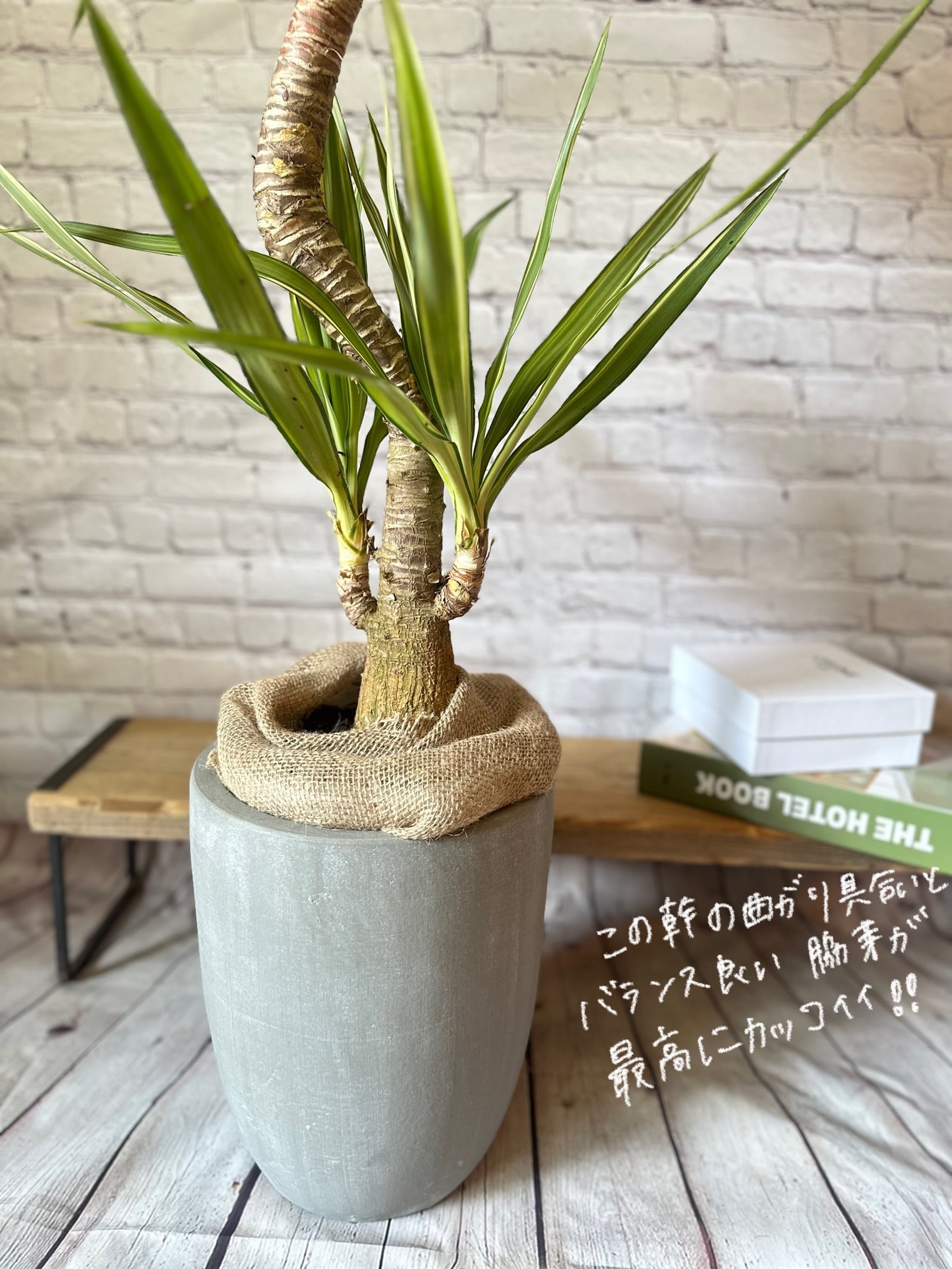 ユッカ 3鉢セット 陶器鉢セット】ユッカ エレファンティペス 斑入り | Petitluxe