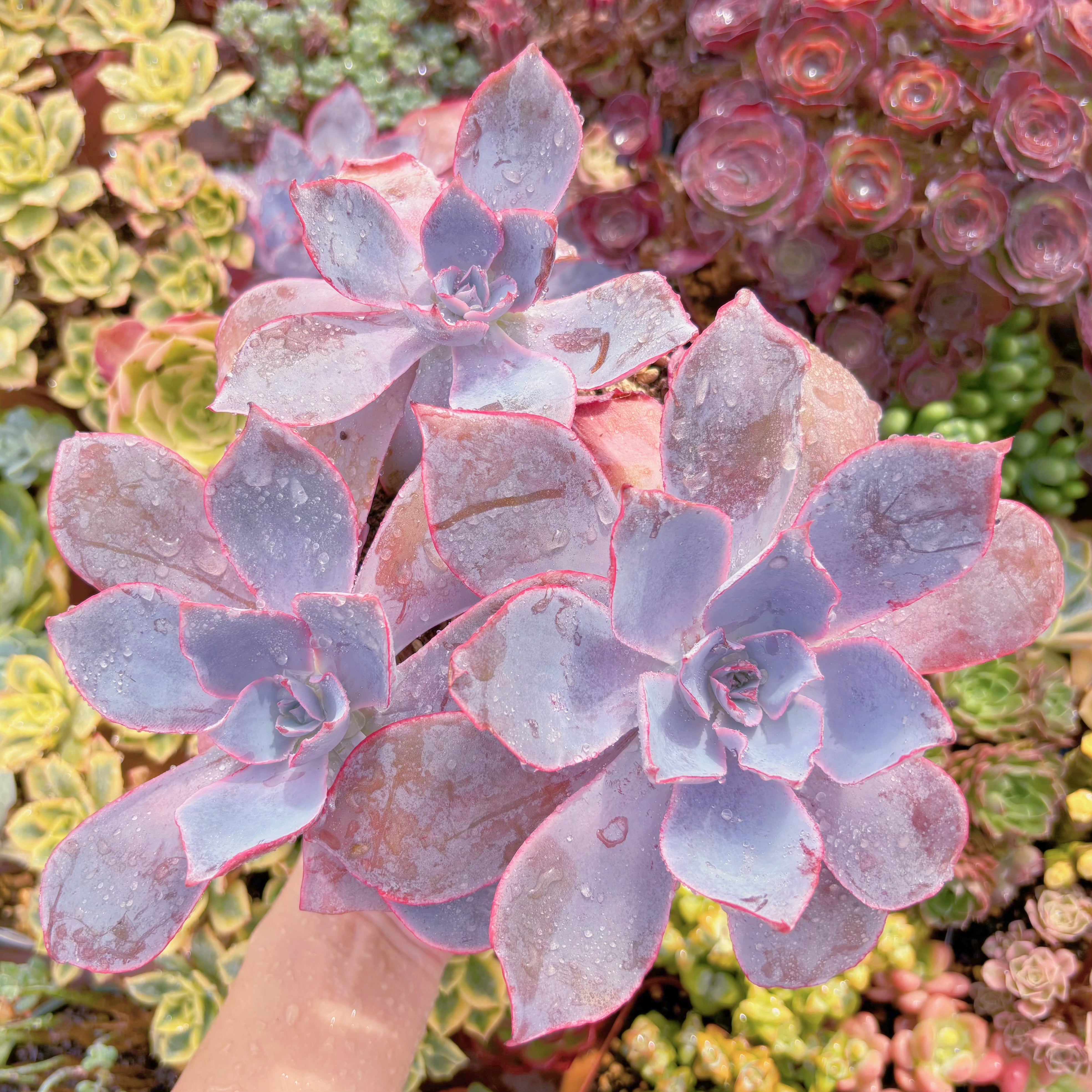 現品　アフターグロー#F060　特大群生　るる農園