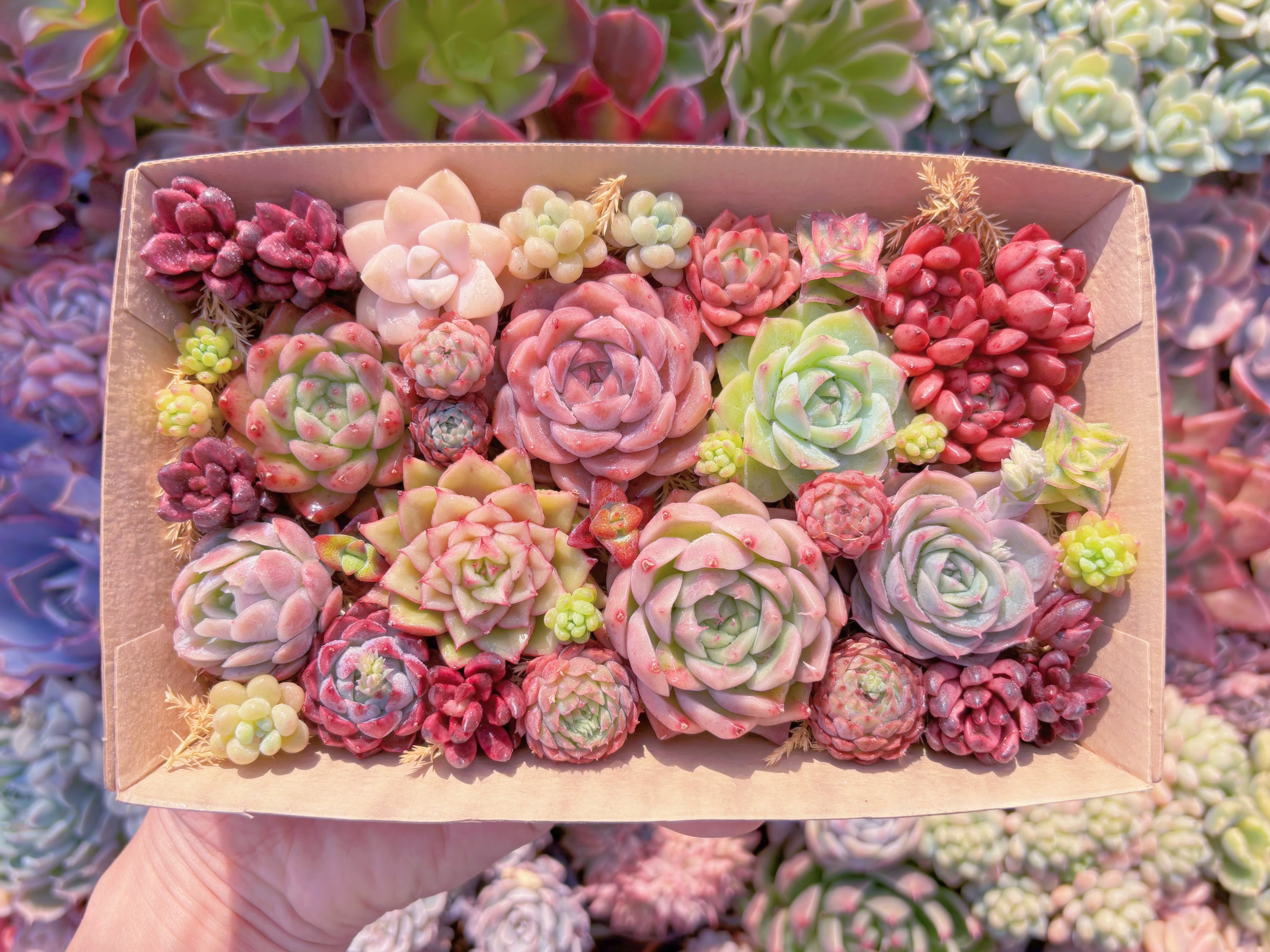 現品　寄せ植えセット#2199　12cmx20cm　るる農園