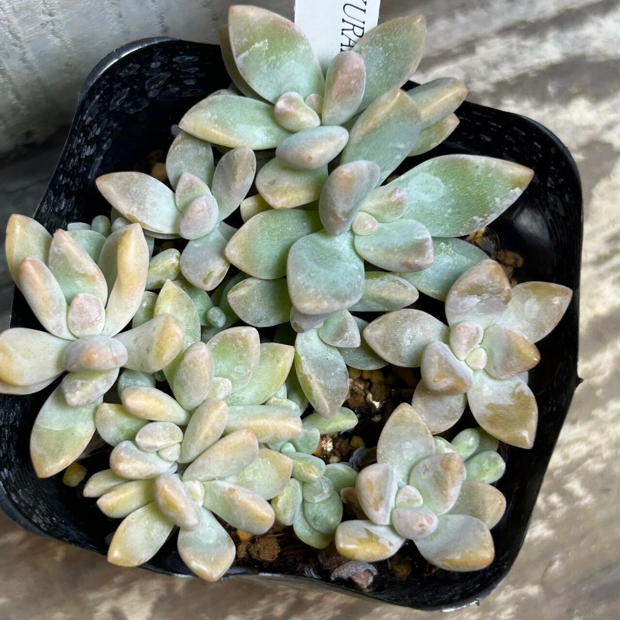 桜月 | RuPo 多肉植物専門店