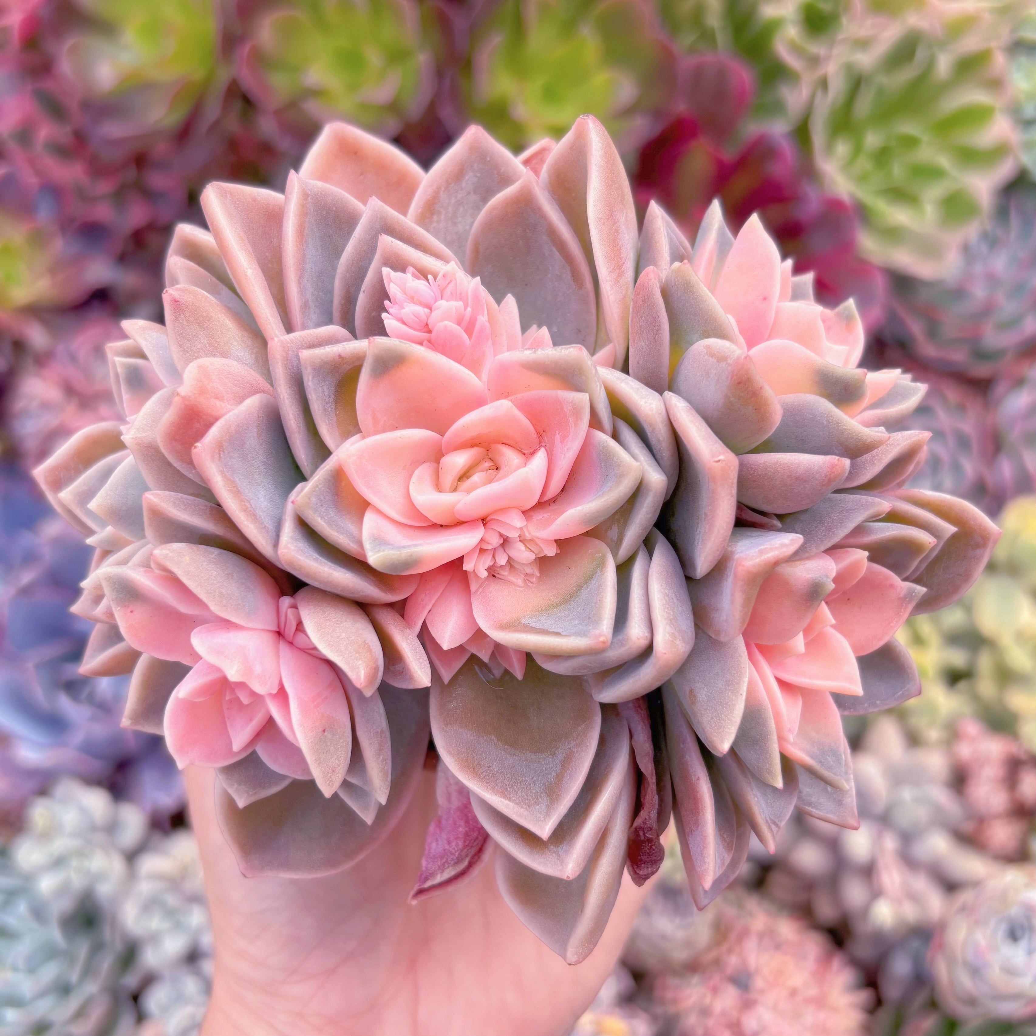 現品　ラブリーローズx白牡丹錦#3021　群生　るる農園