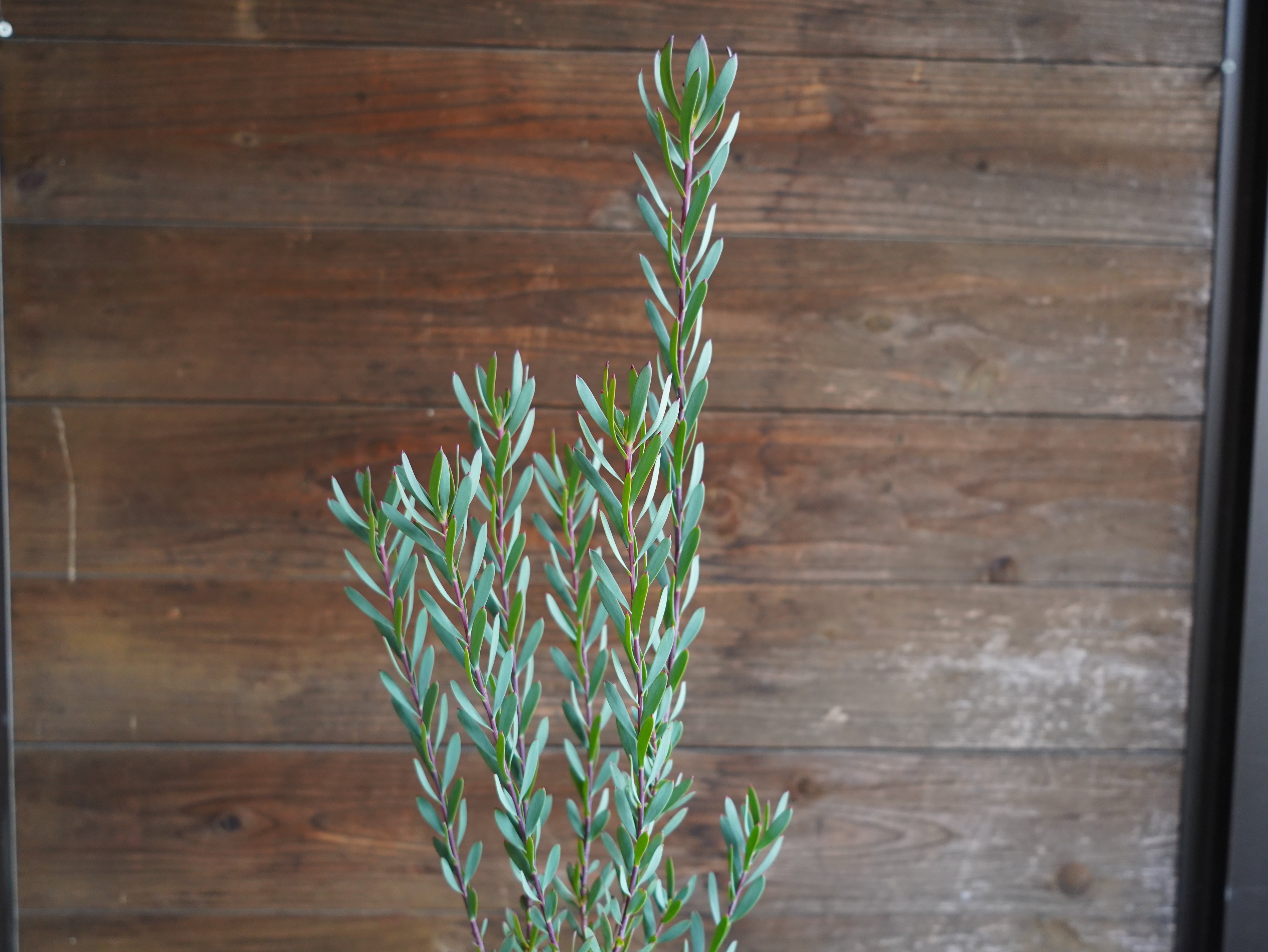 【現物】リューカデンドロン ”Red Devil”